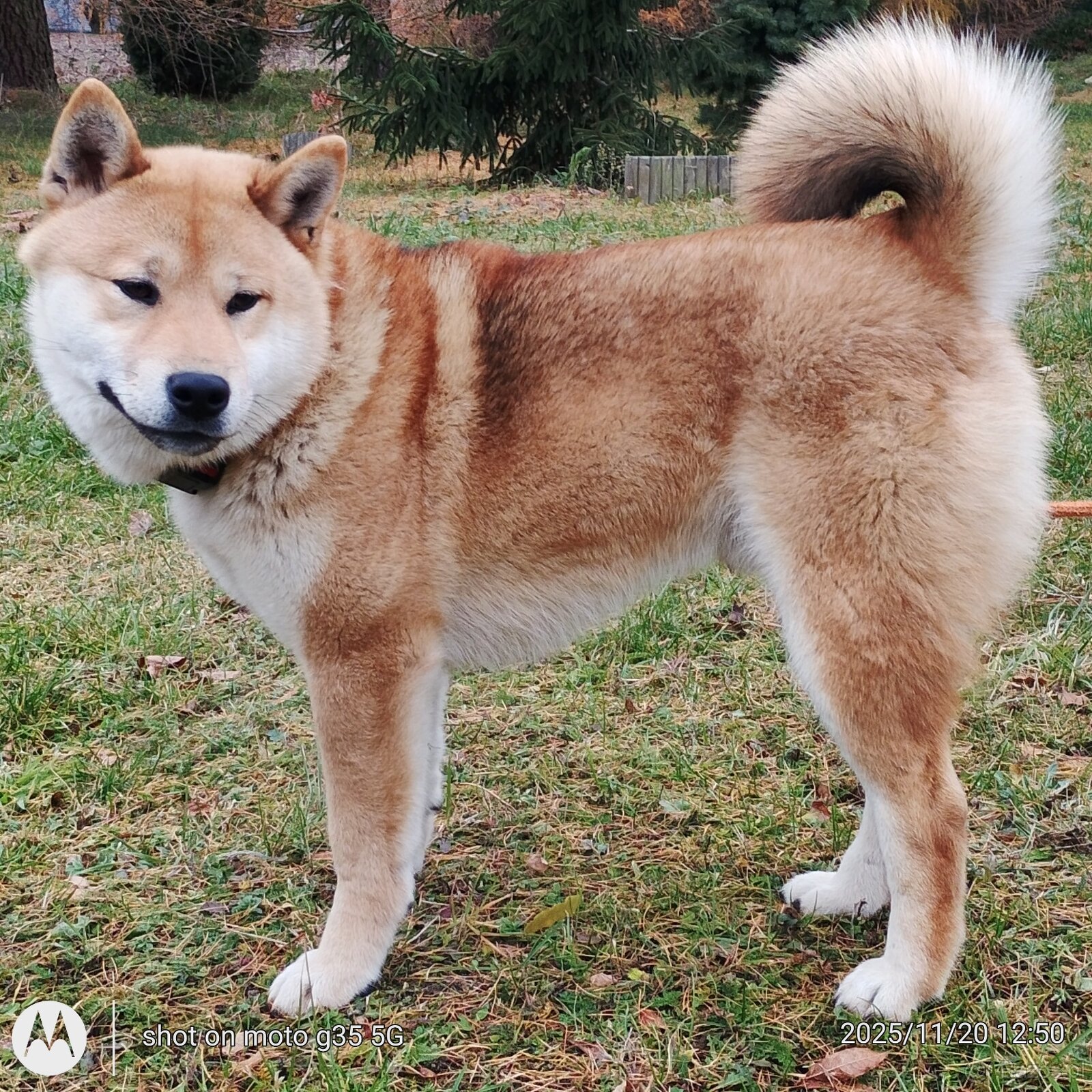 Shiba Inu, czerwony piesek mocno czernią przyprószony - 3