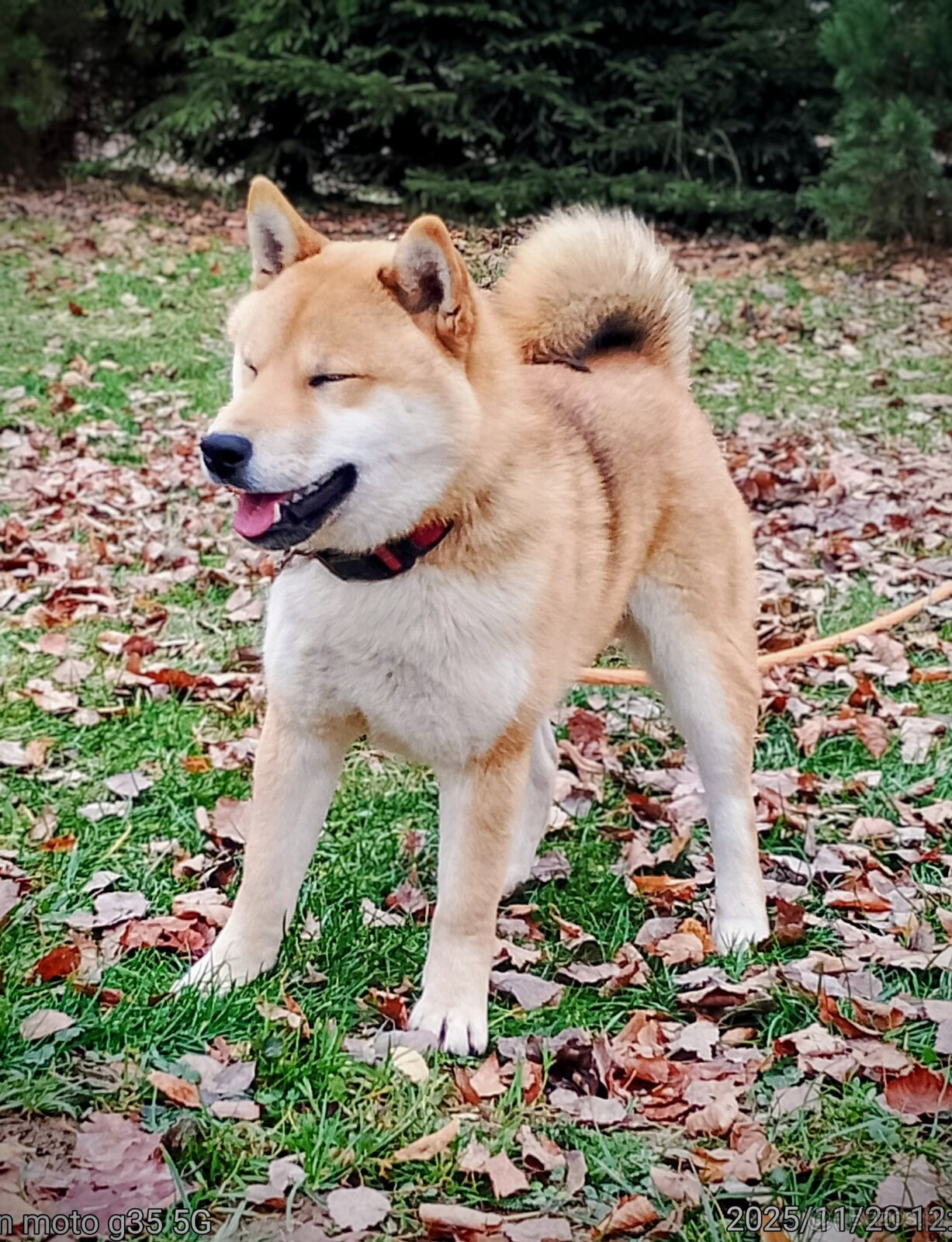 Shiba Inu, czerwony piesek mocno czernią przyprószony - 3