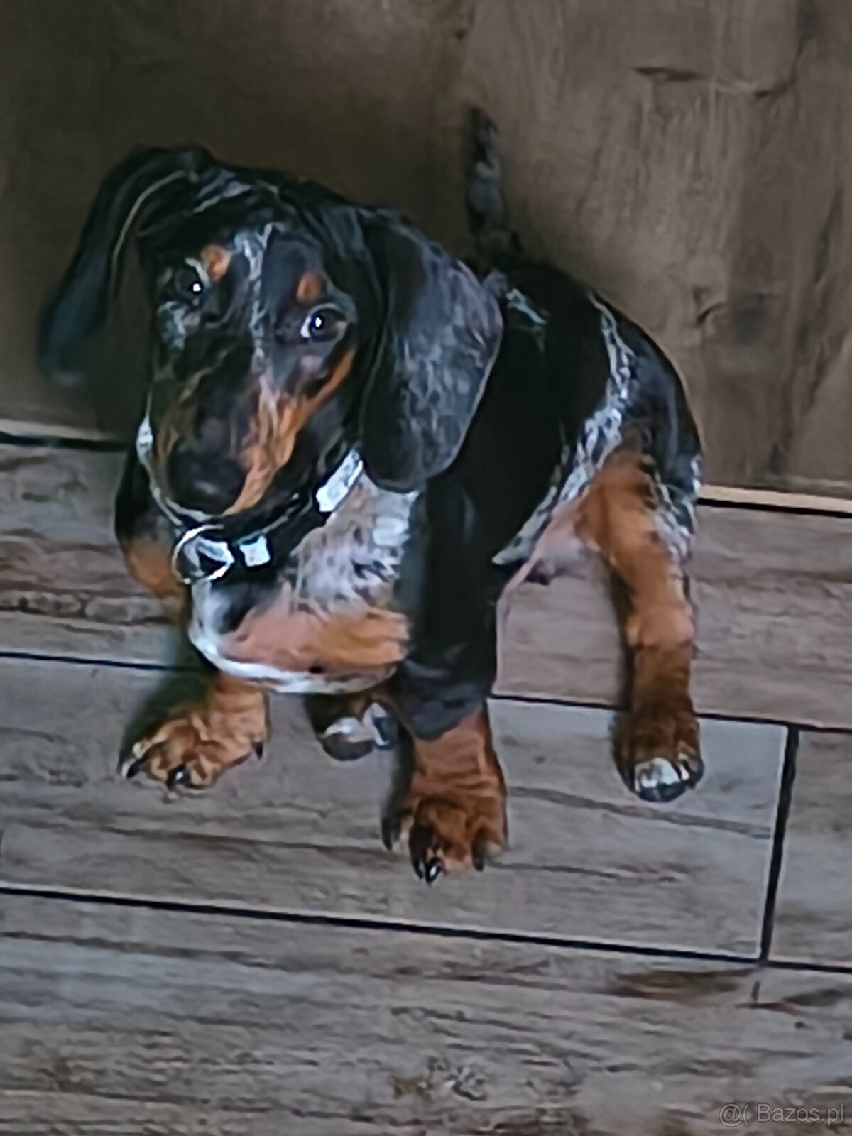 Jamnik miniatura merle - 3