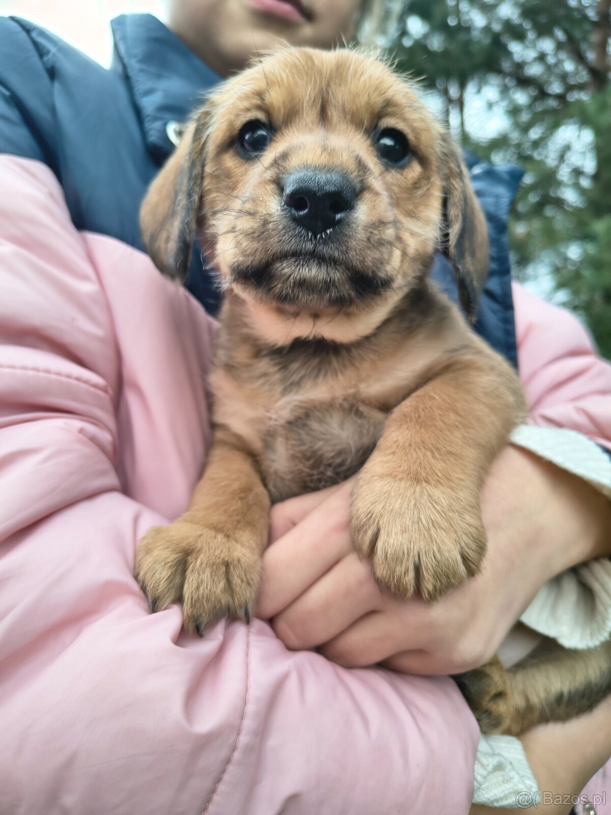 Szczeniaki za darmo piesek - 3