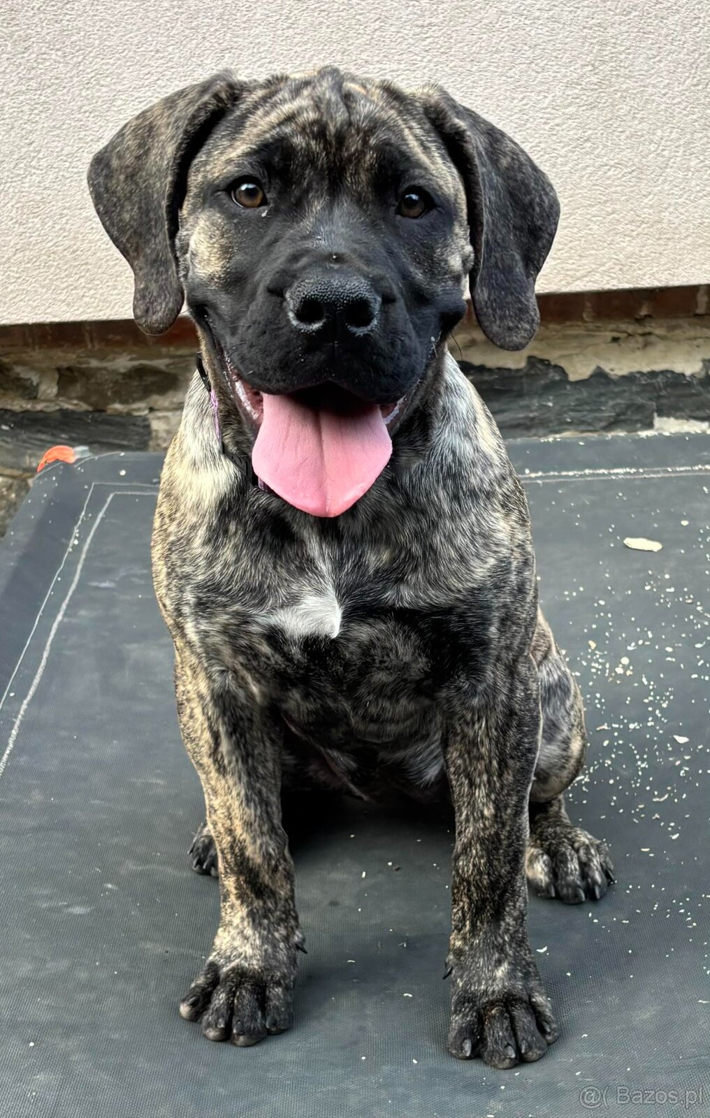 Boerboel - Szczeniak s rodowod FCI - 3