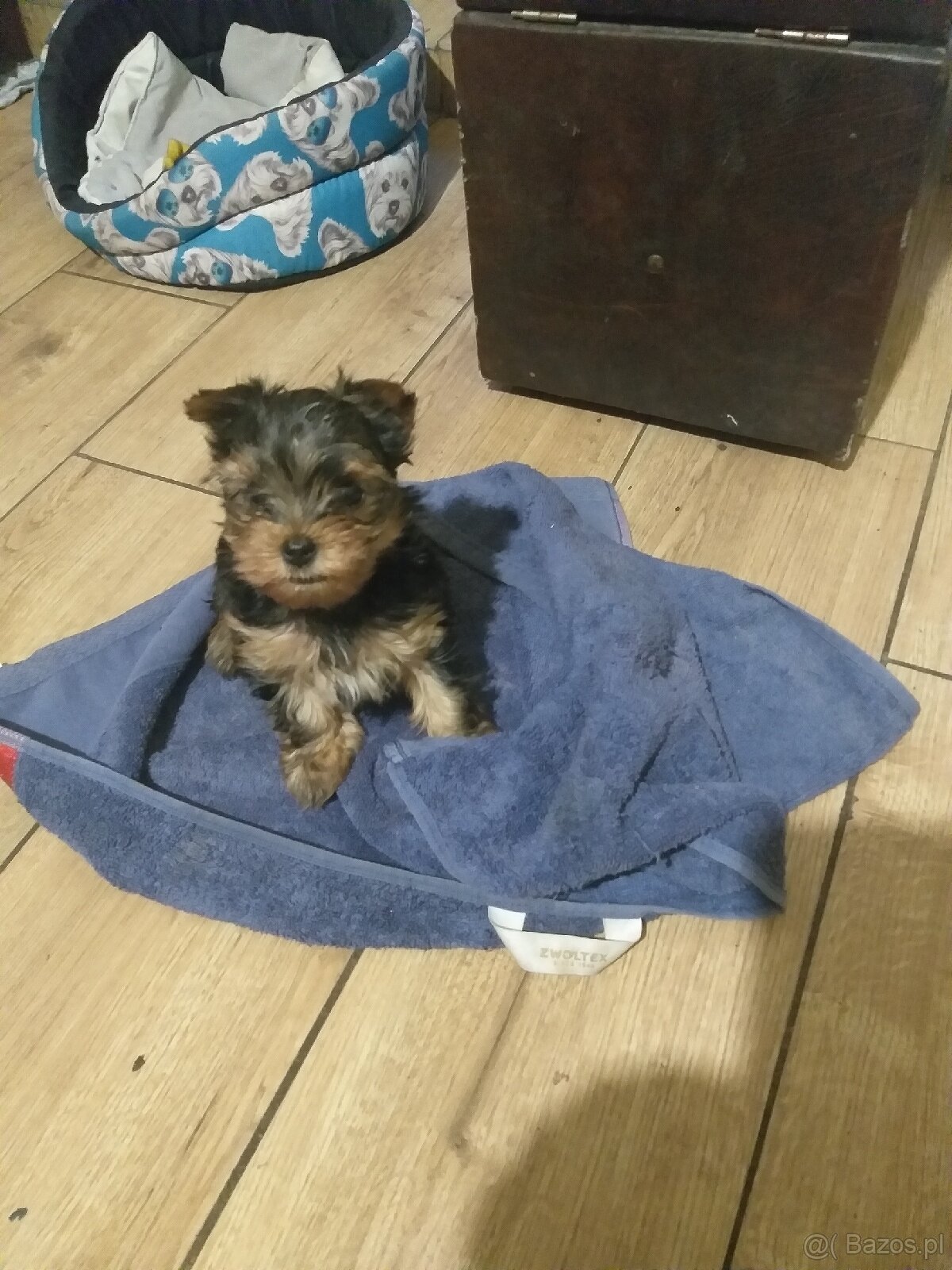 Sprzedam szczeniaki york terrier 1 pieska - 3