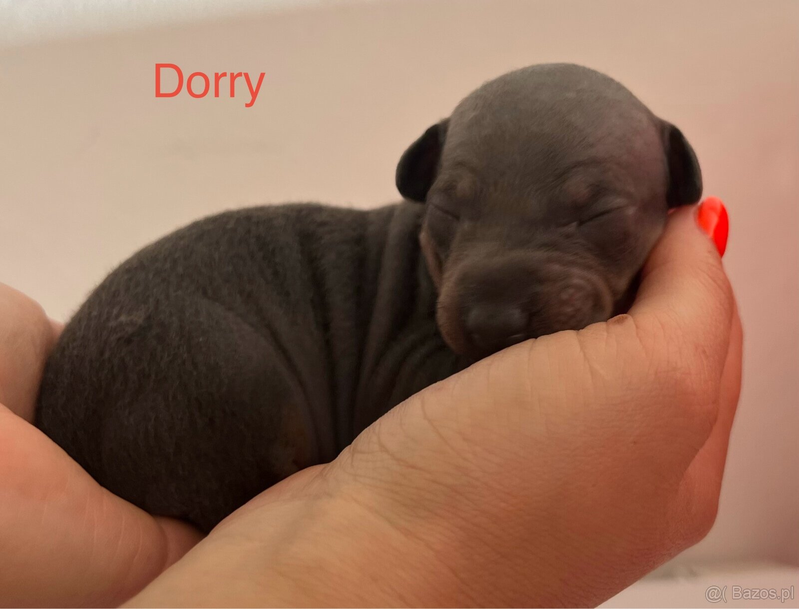American Hairless Terrier z PP FCI - 3