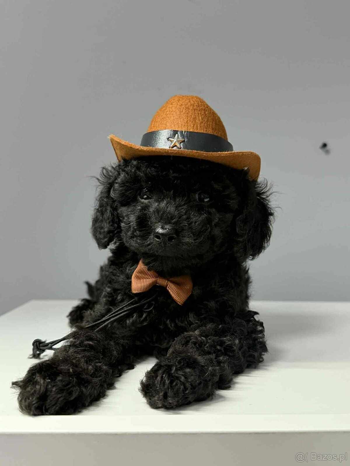 piesek pudel toy chlopiec - 3