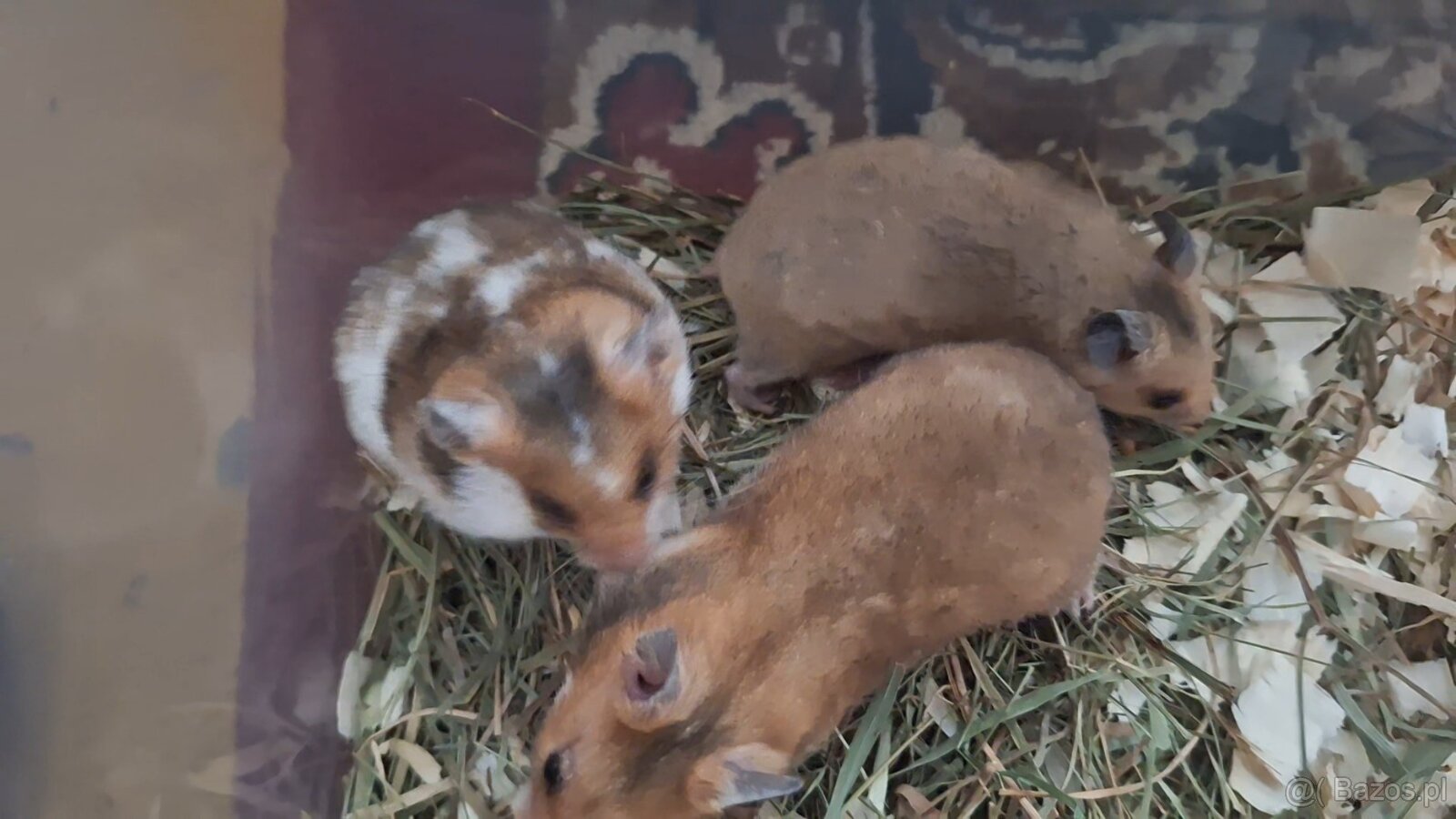 Chomiki Syryjskie 4 tygodniowe - 3