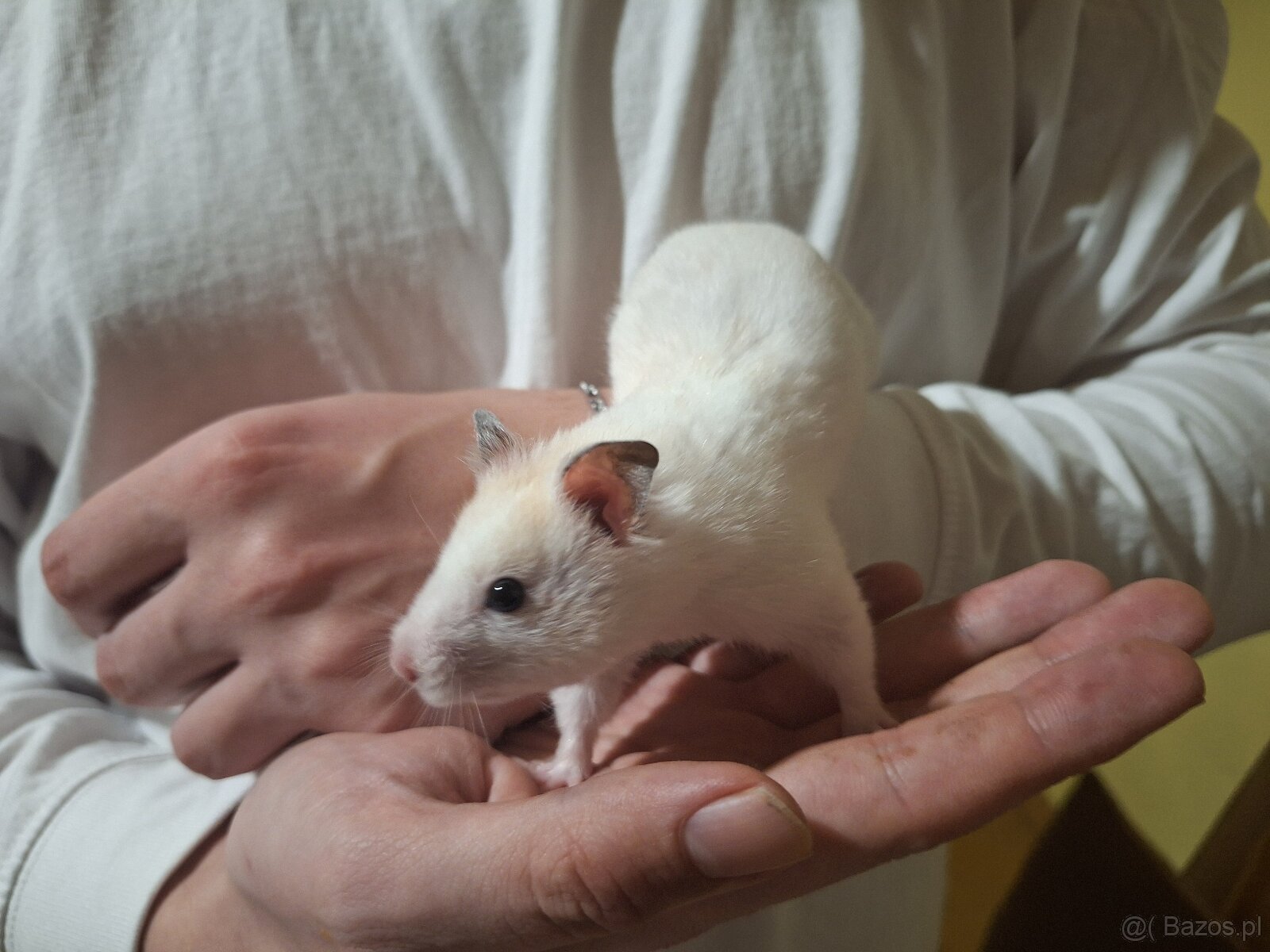 Chomik syryjski samiec Dorosły 4 miesięczny - 3