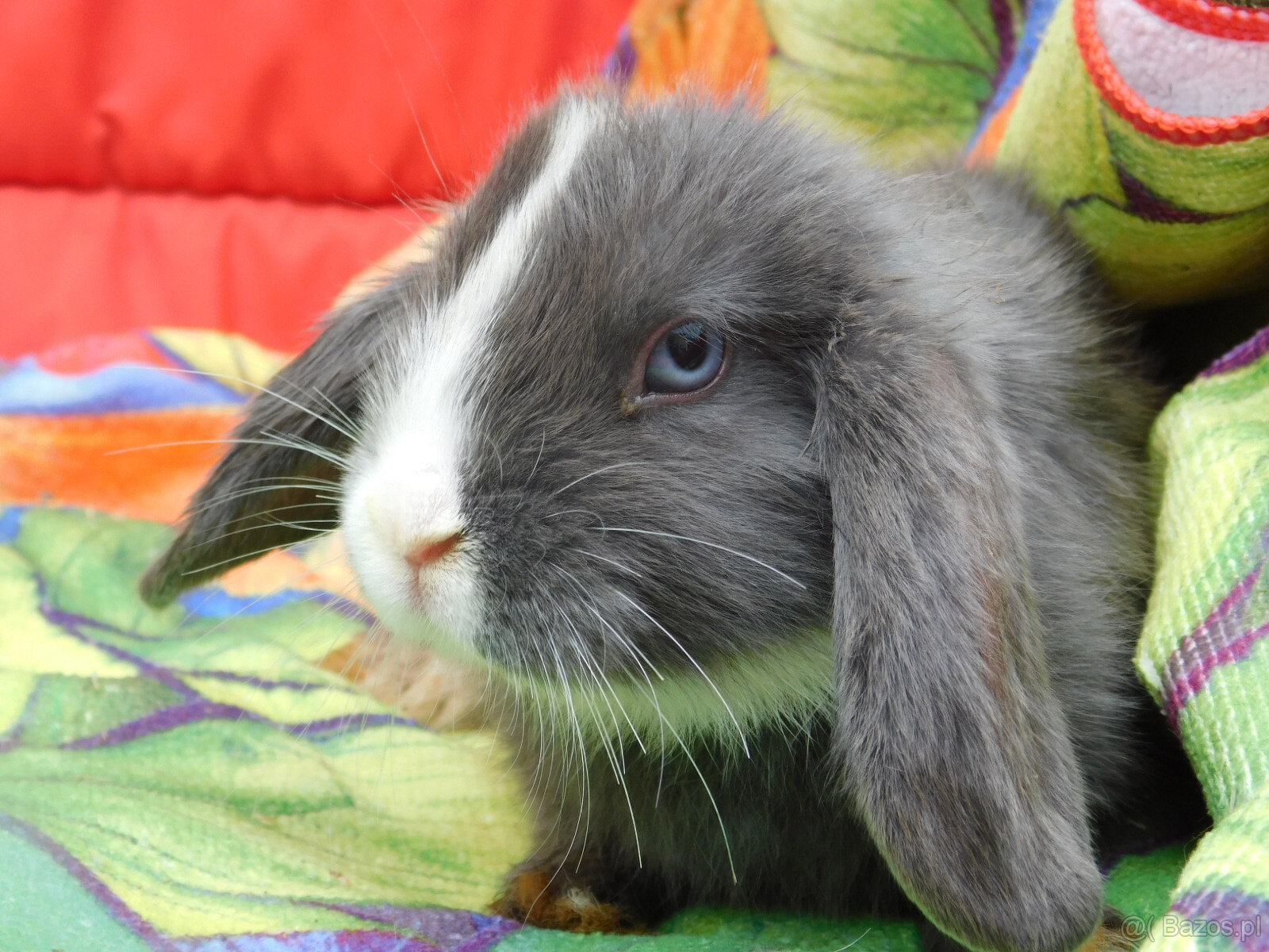 Niebieskie baranki mini lop - 3