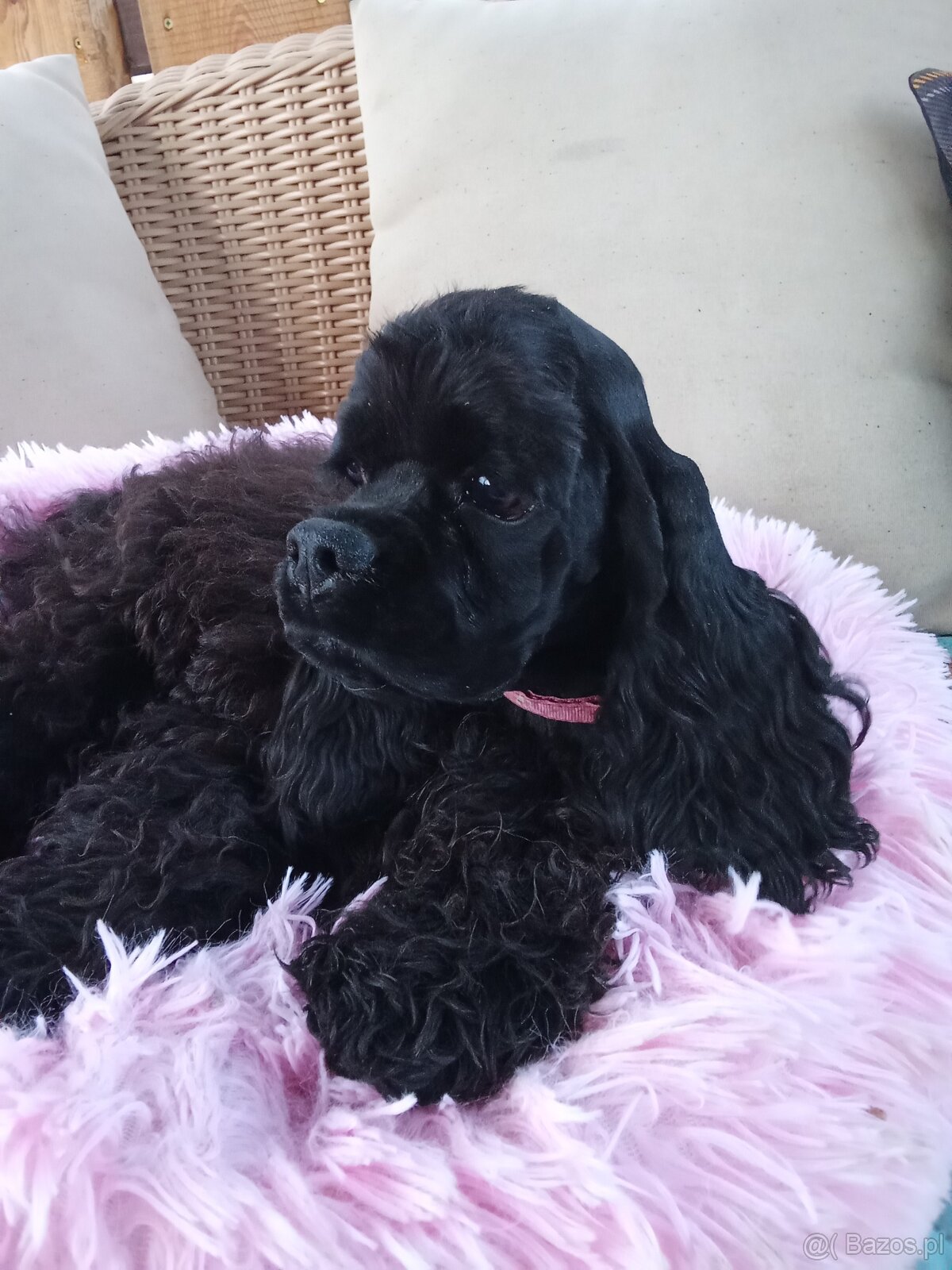 Cocker spaniel american/PP fci - 3