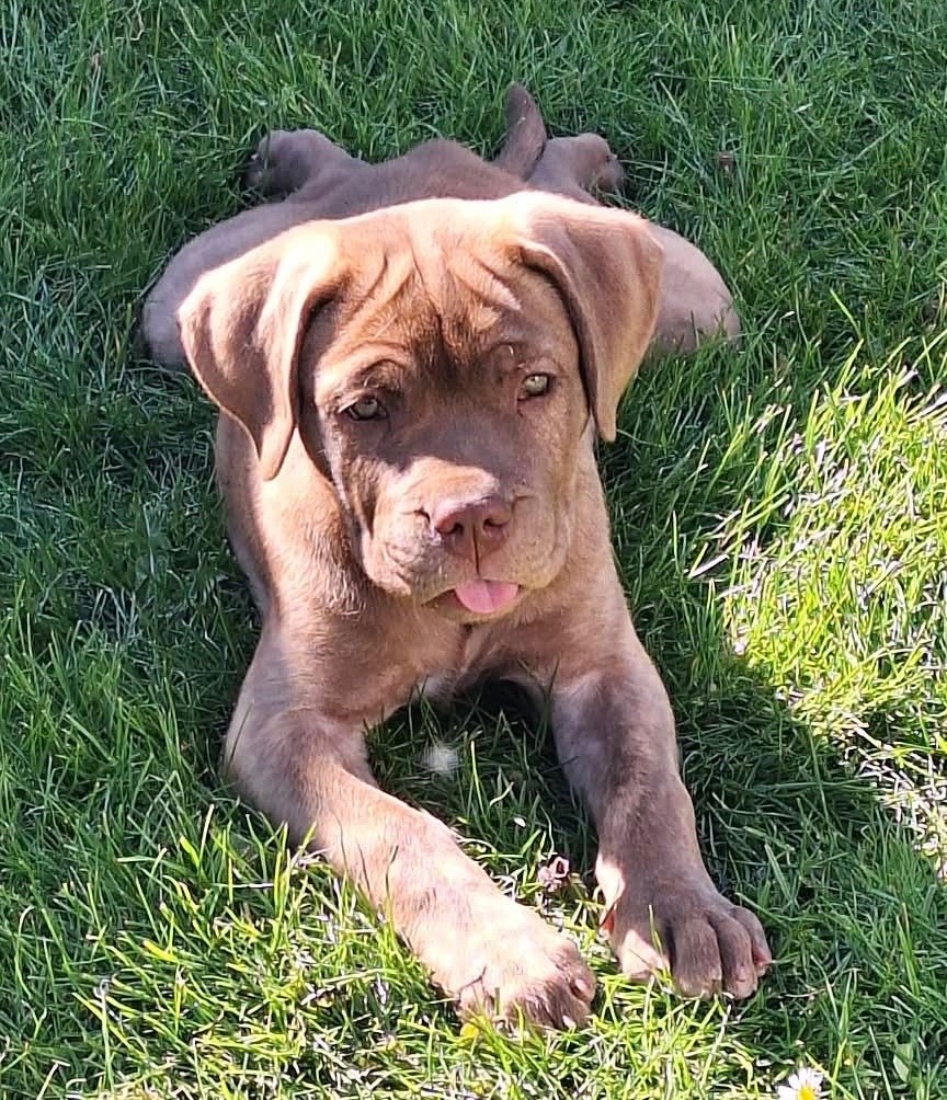 Szczeniaki Bandogi s rodokmenom VIP BANDOG KENNELS - 3