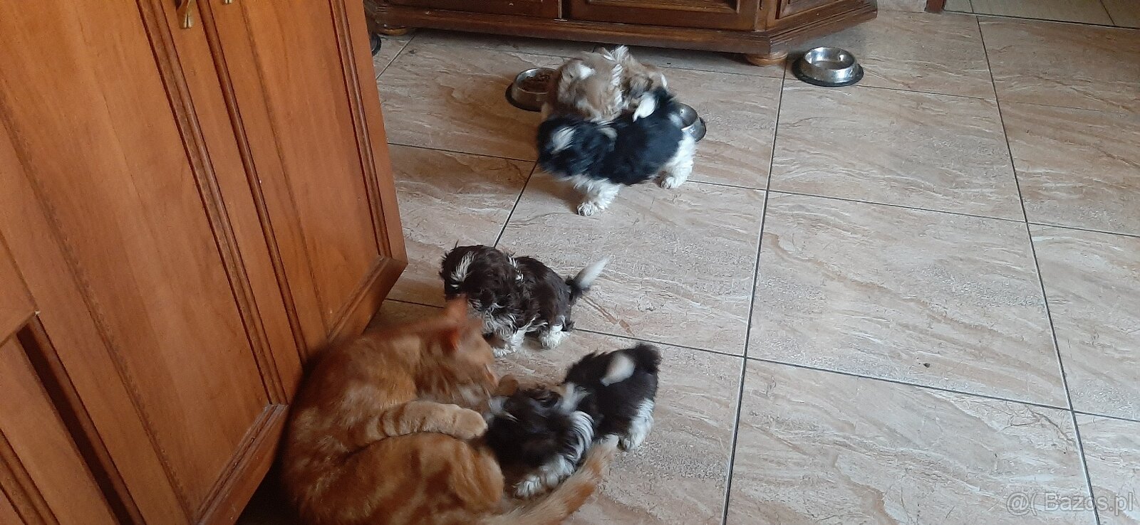 Shih-tzu małe rozrabiaki - 3