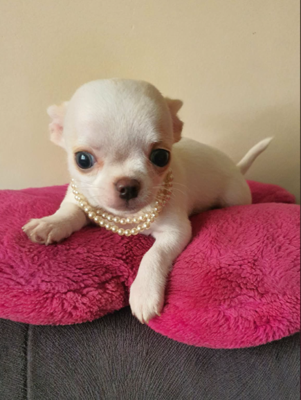 Chihuahua śliczne białe pieski - 3