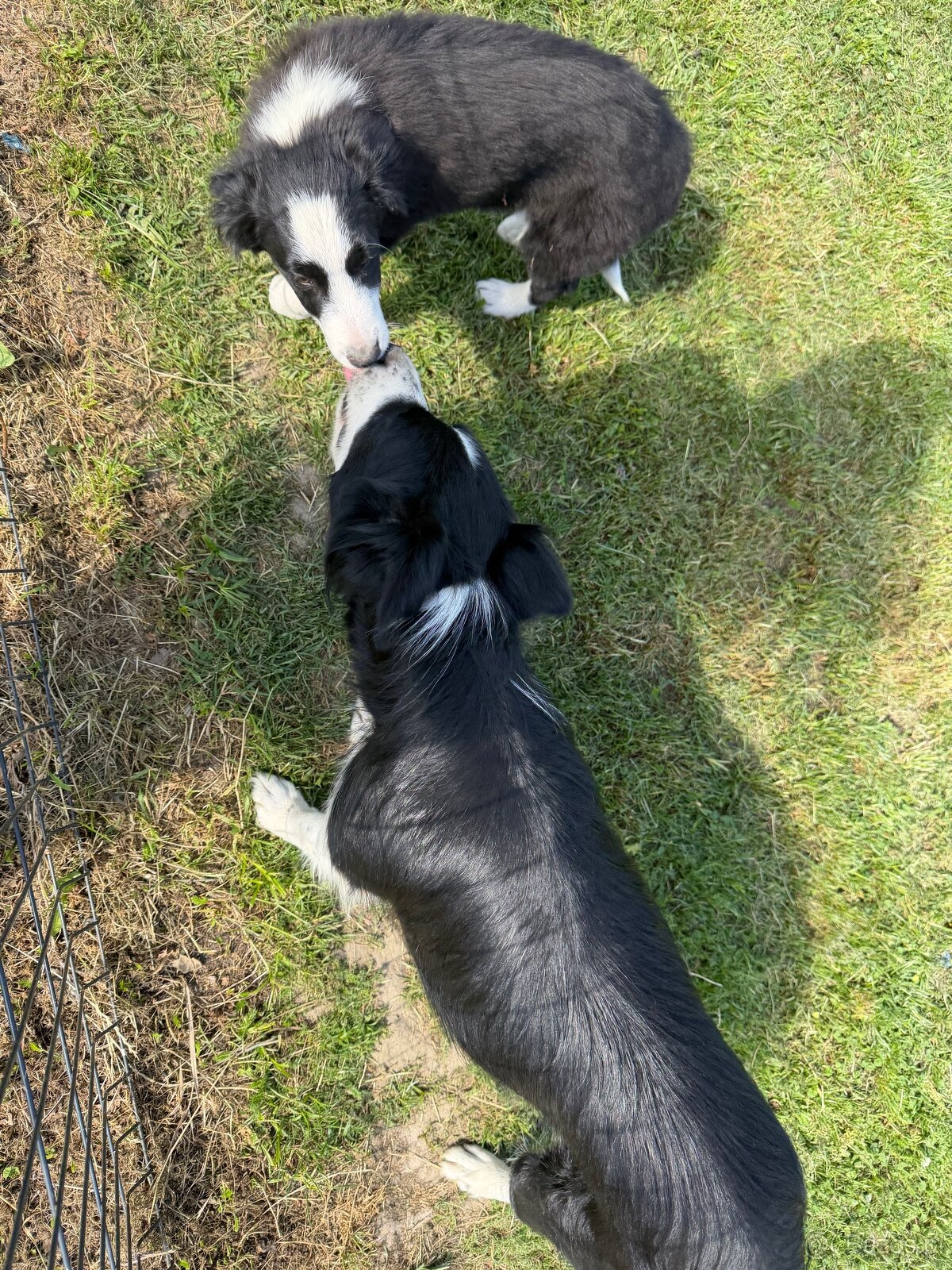 Piesek Border Collie - 3