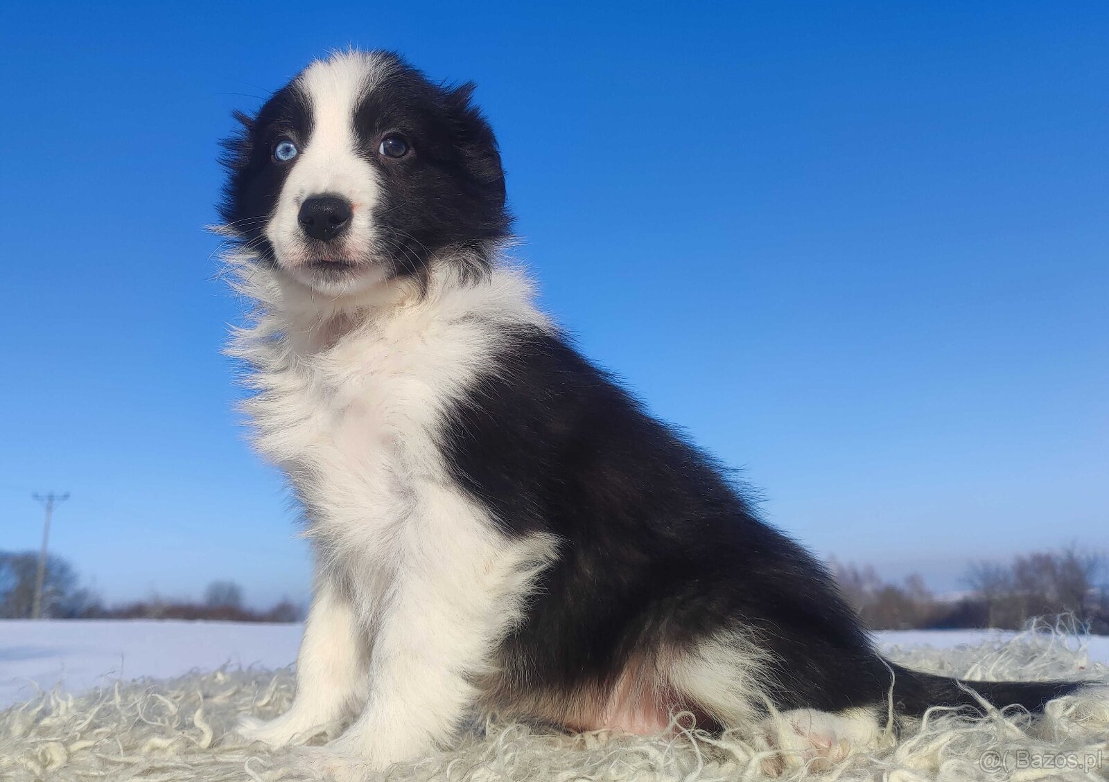 Rasowy BORDER COLLIE z prof. Hodowli, Pies z pełną dok. - 3