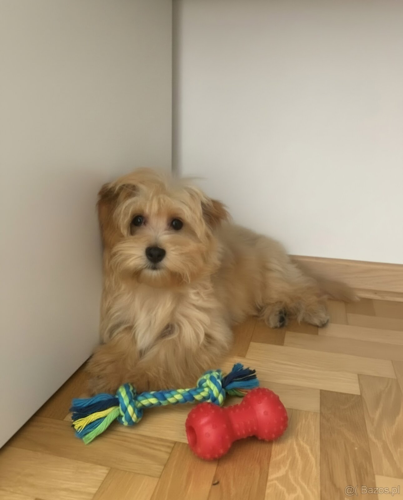 Maltipoo śliczna suczka - 3