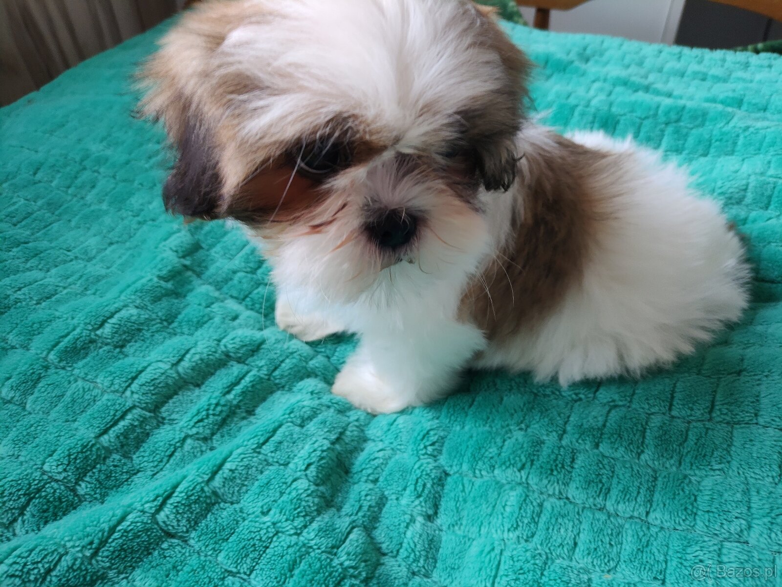 Suczka Shih-tzu - 3