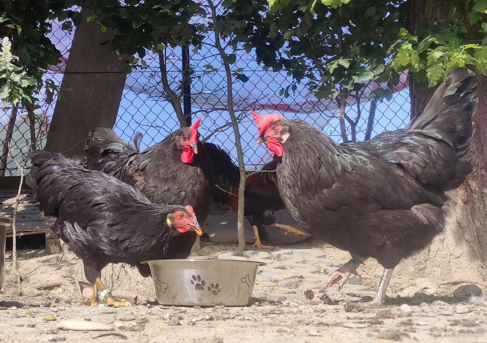 Kurczęta - Kurka Włoszka - Czystej Krwi - Różnobarwne Kury - 3