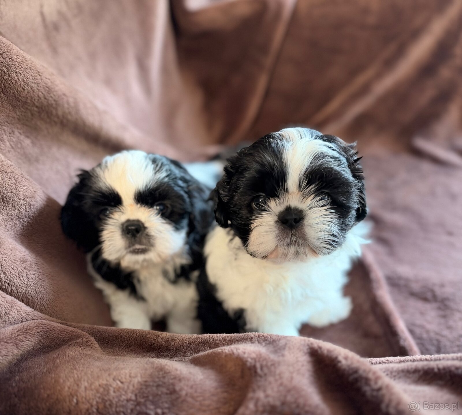 Shih tzu - 3