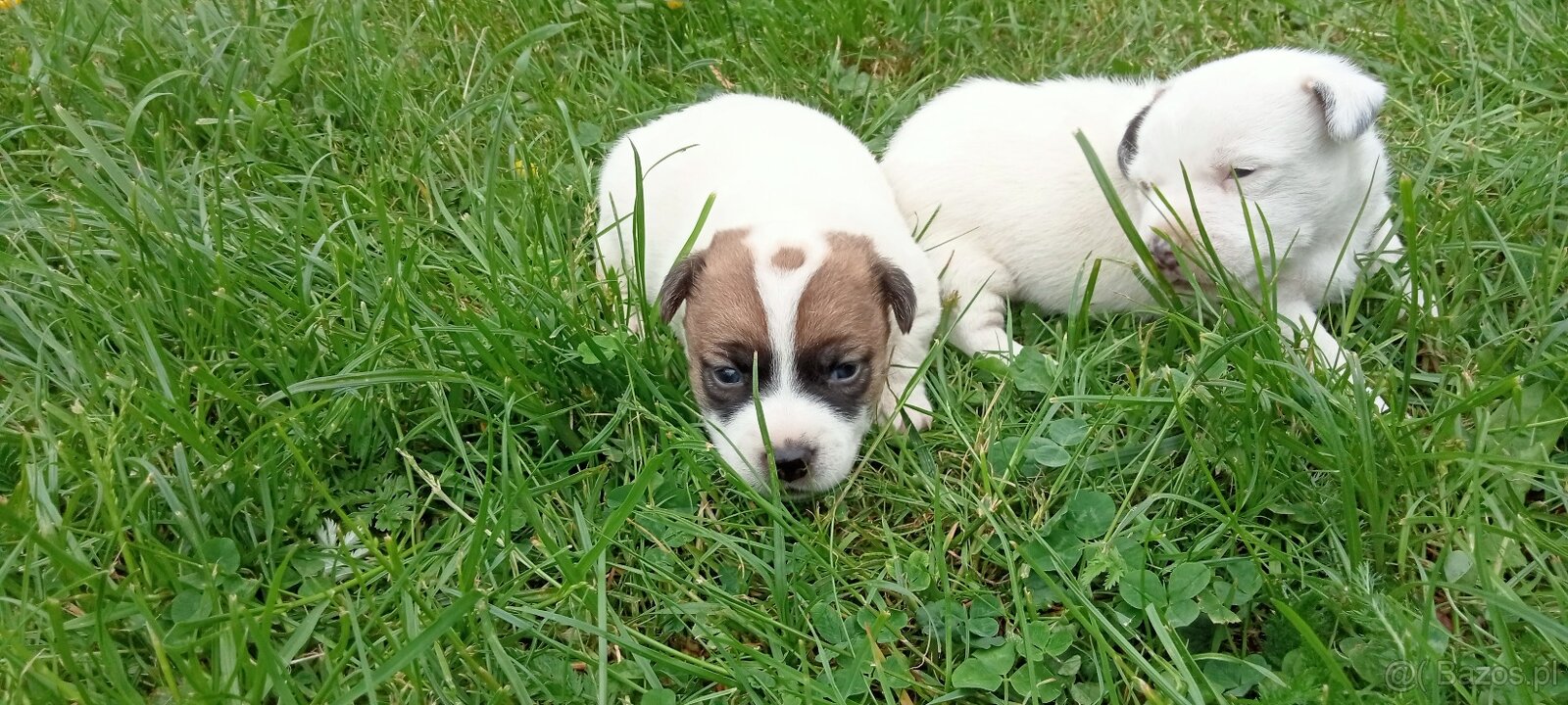 Jack Russell terrier - 3