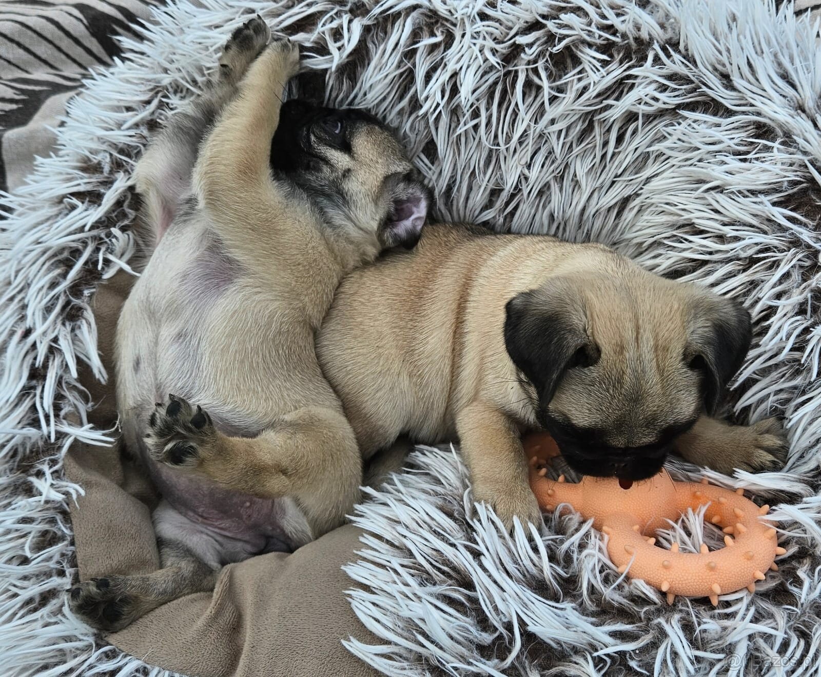 Mops - 3