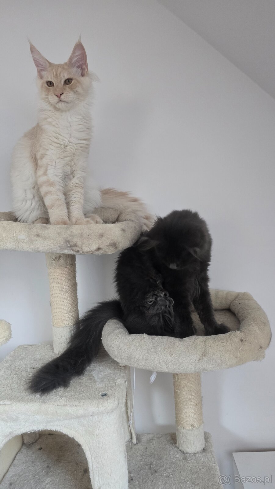 Maine coon - 3
