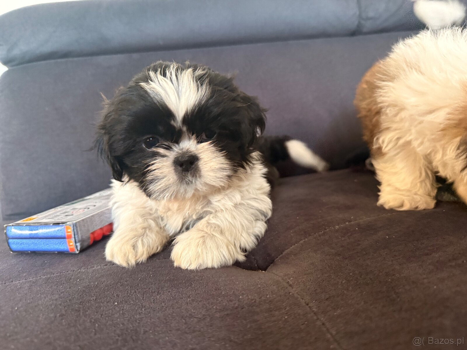 Shih tzu szukają domku - 3