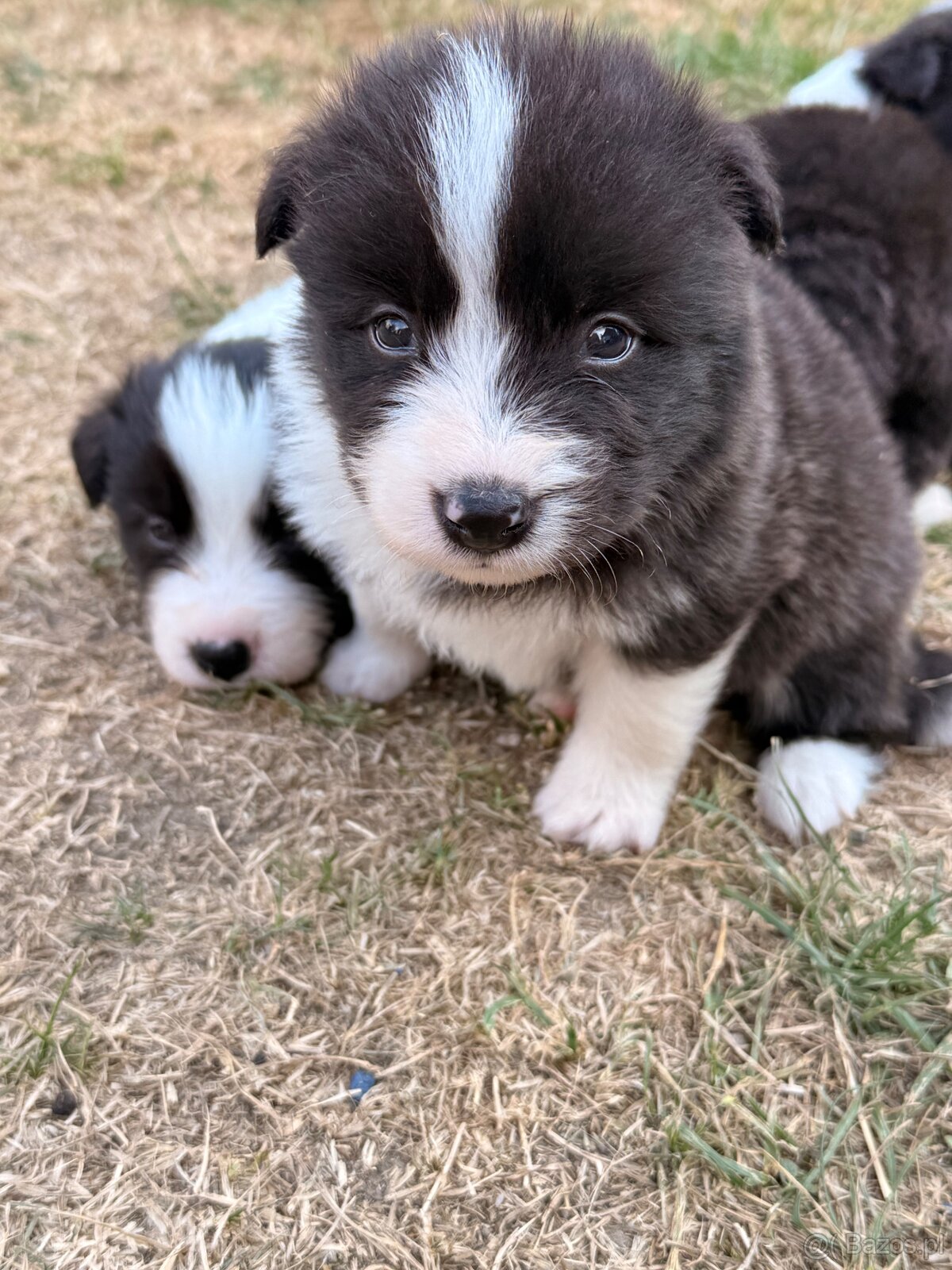 Border collie - 3