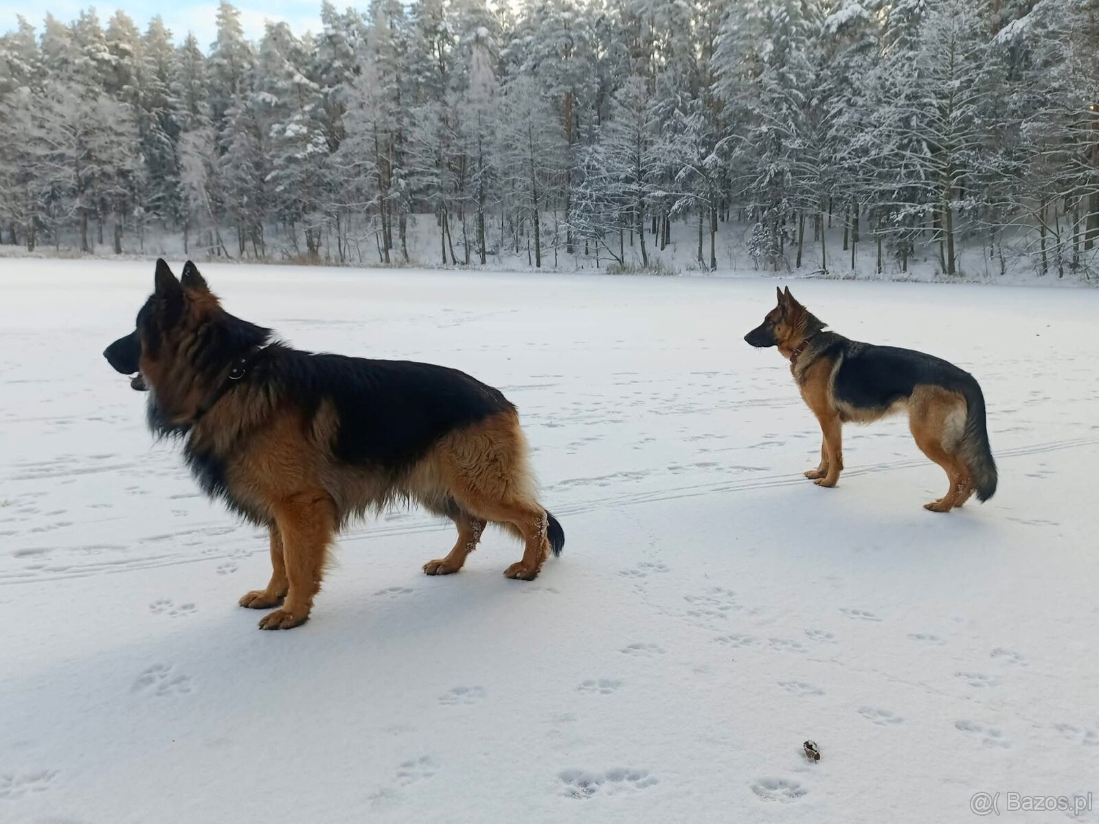 Owczarki Niemieckie szczeniaki - 3