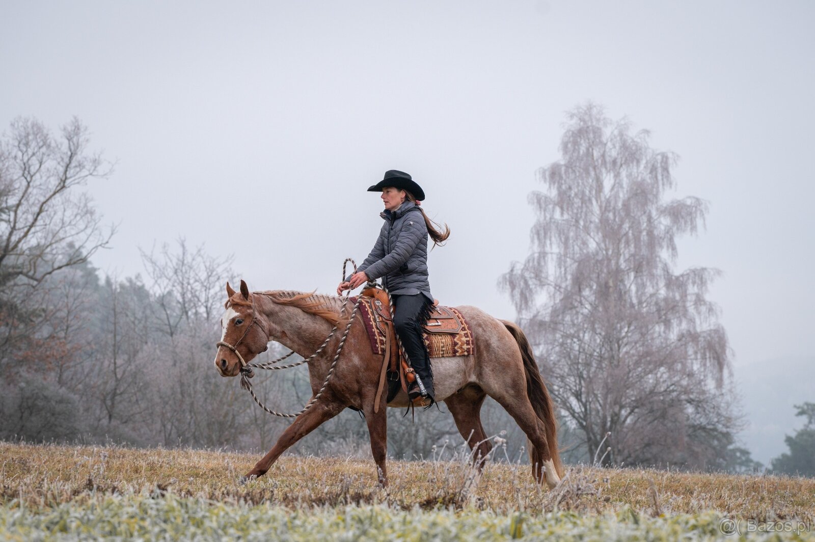 Připouštění QH hřebcem/Breeding by QH stallion (w. pleasure) - 3