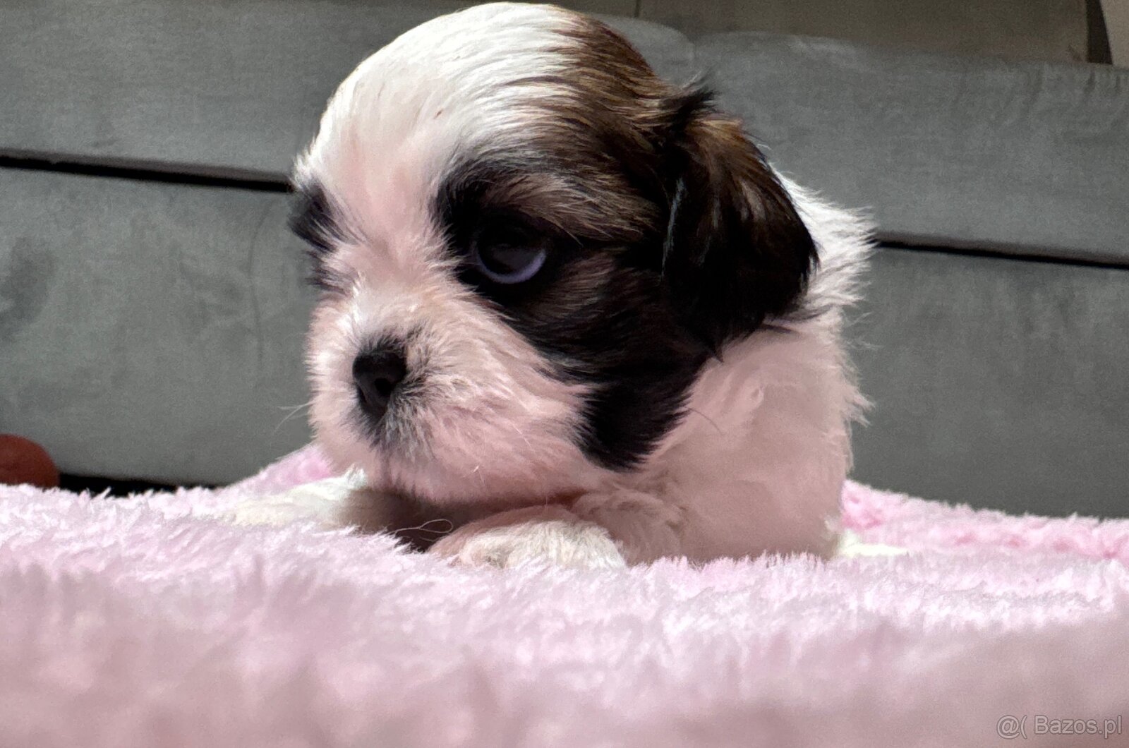 Shih Tzu samiec suka - 3