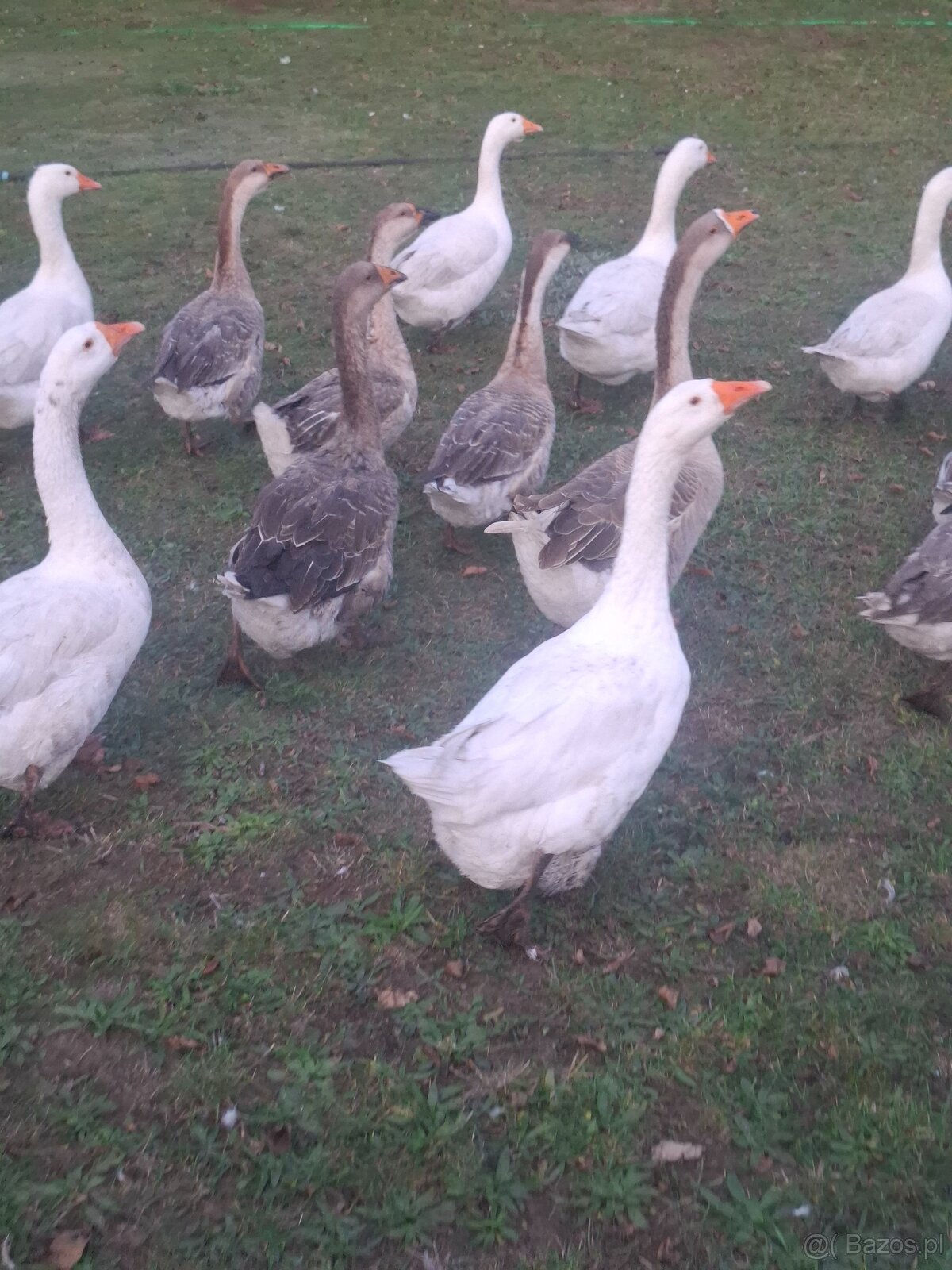 Gęsi - 3