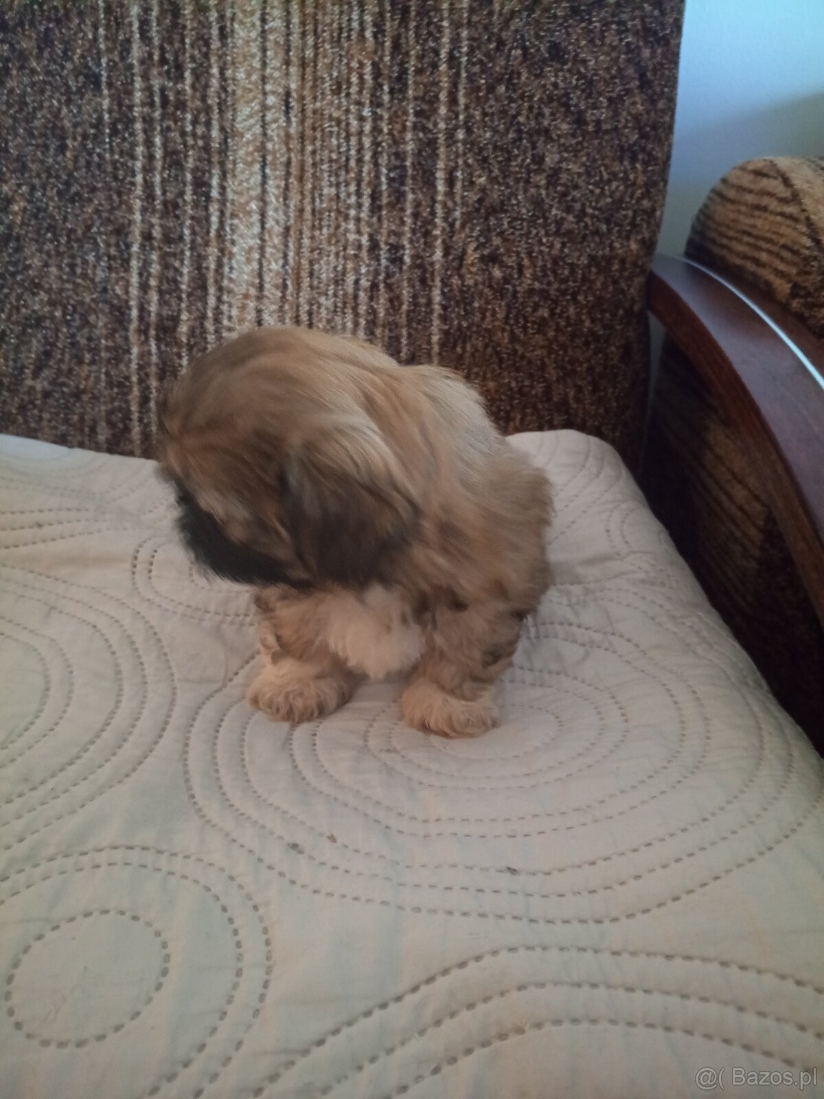 Piesek Shi tzu - 3