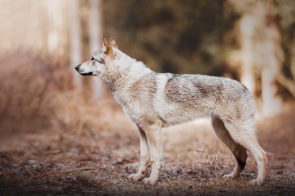 Czechosłowacki wilczak - 3