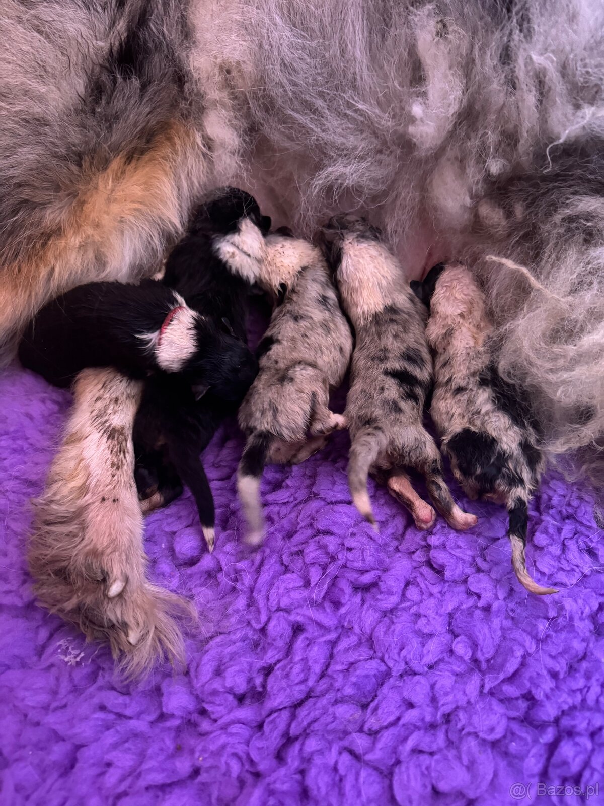 Owczarek Szkocki Długowłosy - 3