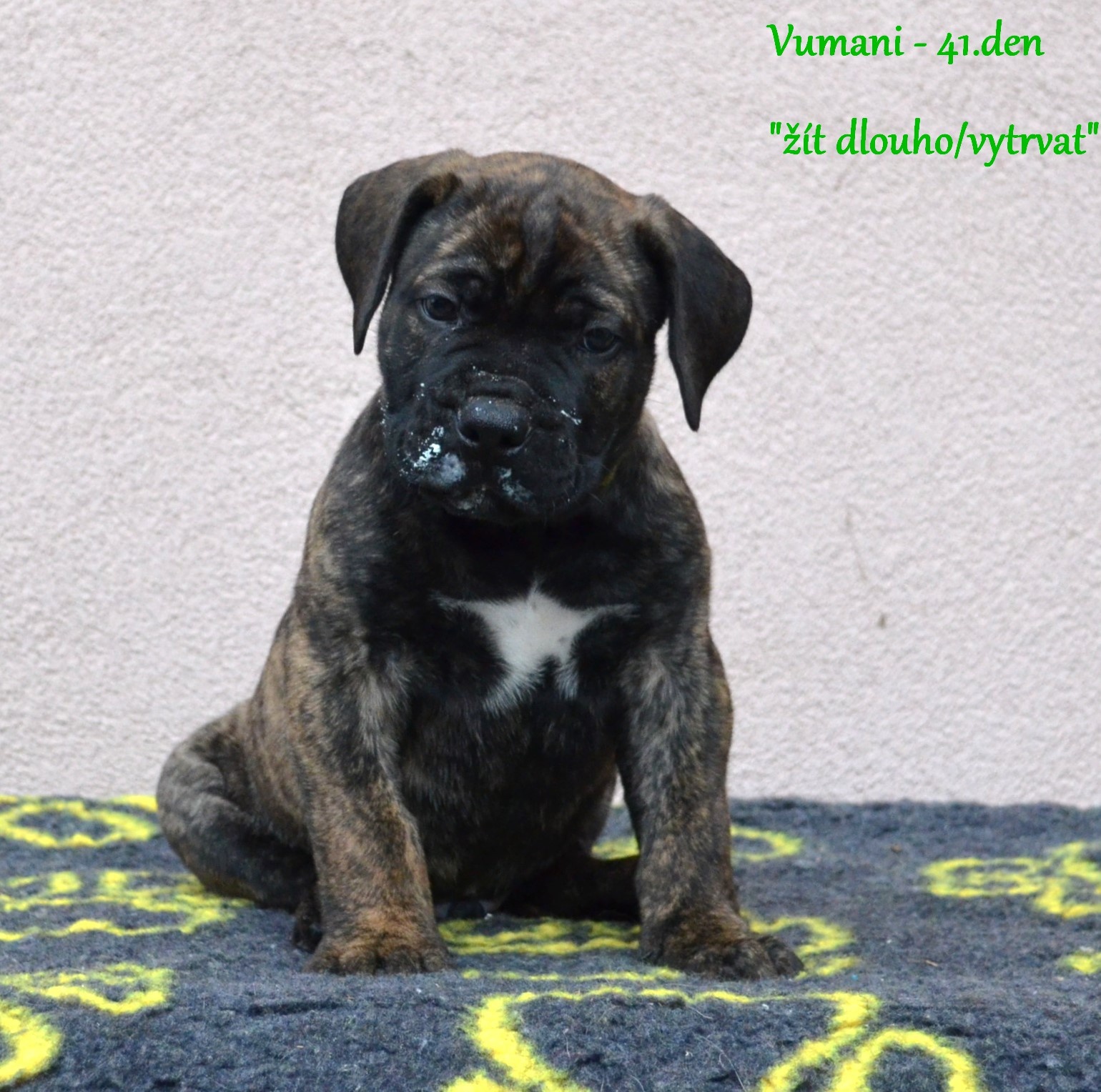 Boerboel FCI rodowod - 3