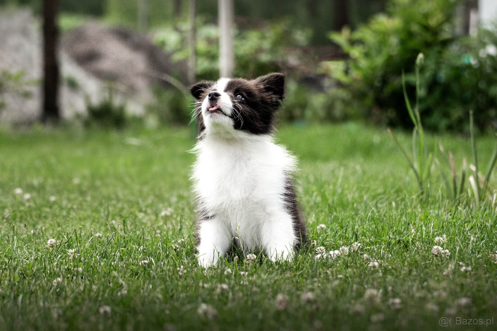 Border Collie szczenię piesek ZKwP FCI z metryki gotowy do o - 3