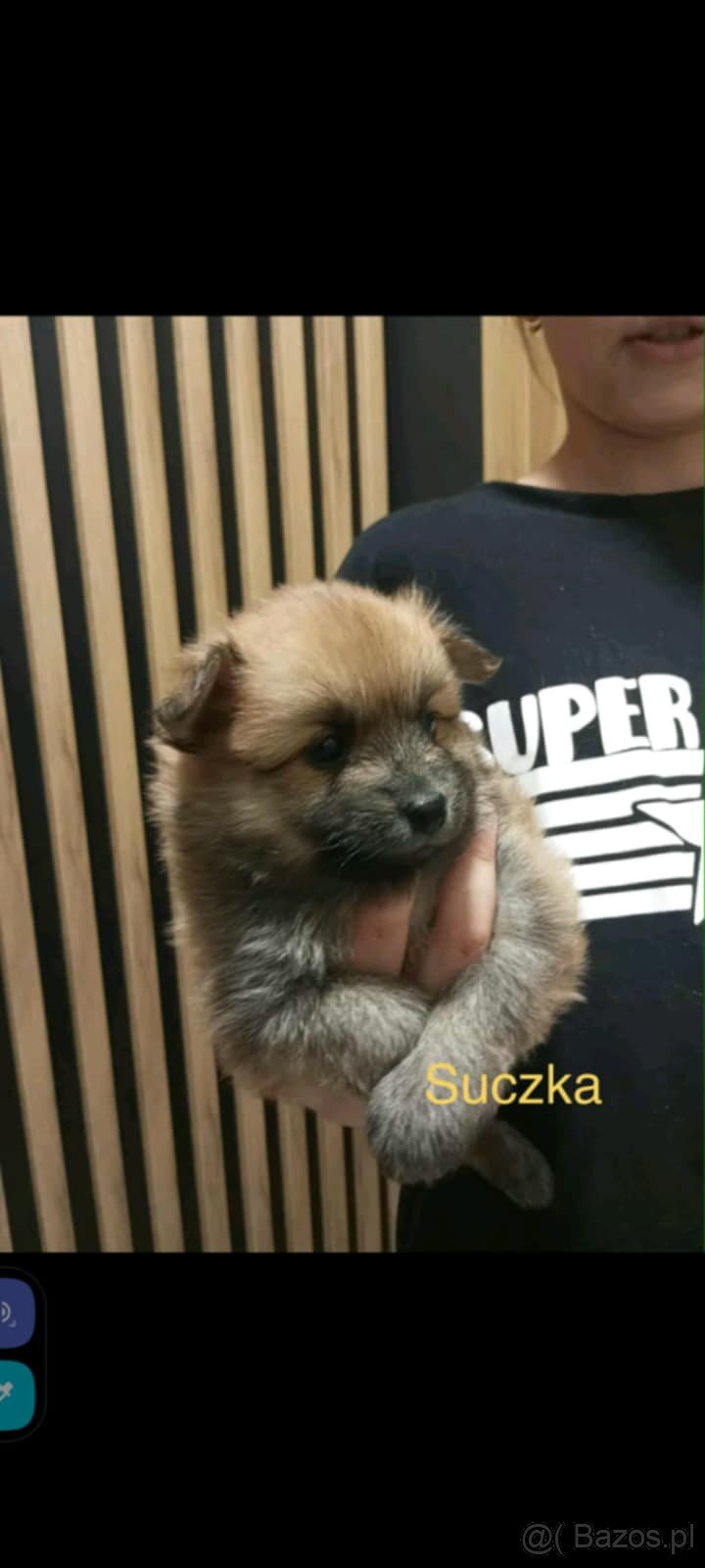 Szpice miniaturowe - 3