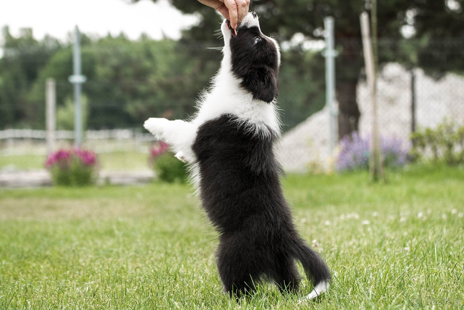 Border collie suczka czarno-biała ZKwP FCI z metryki szczeni - 3