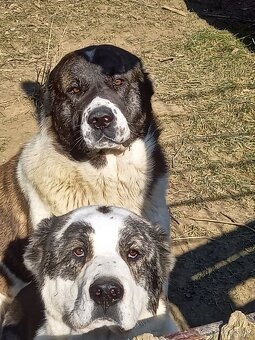 Owczarek środkowoazjatycki - 3