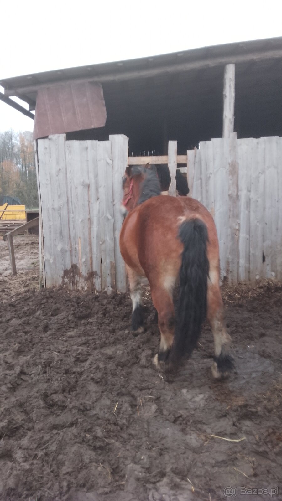 Sprzedam klacz zimnokwista - 3