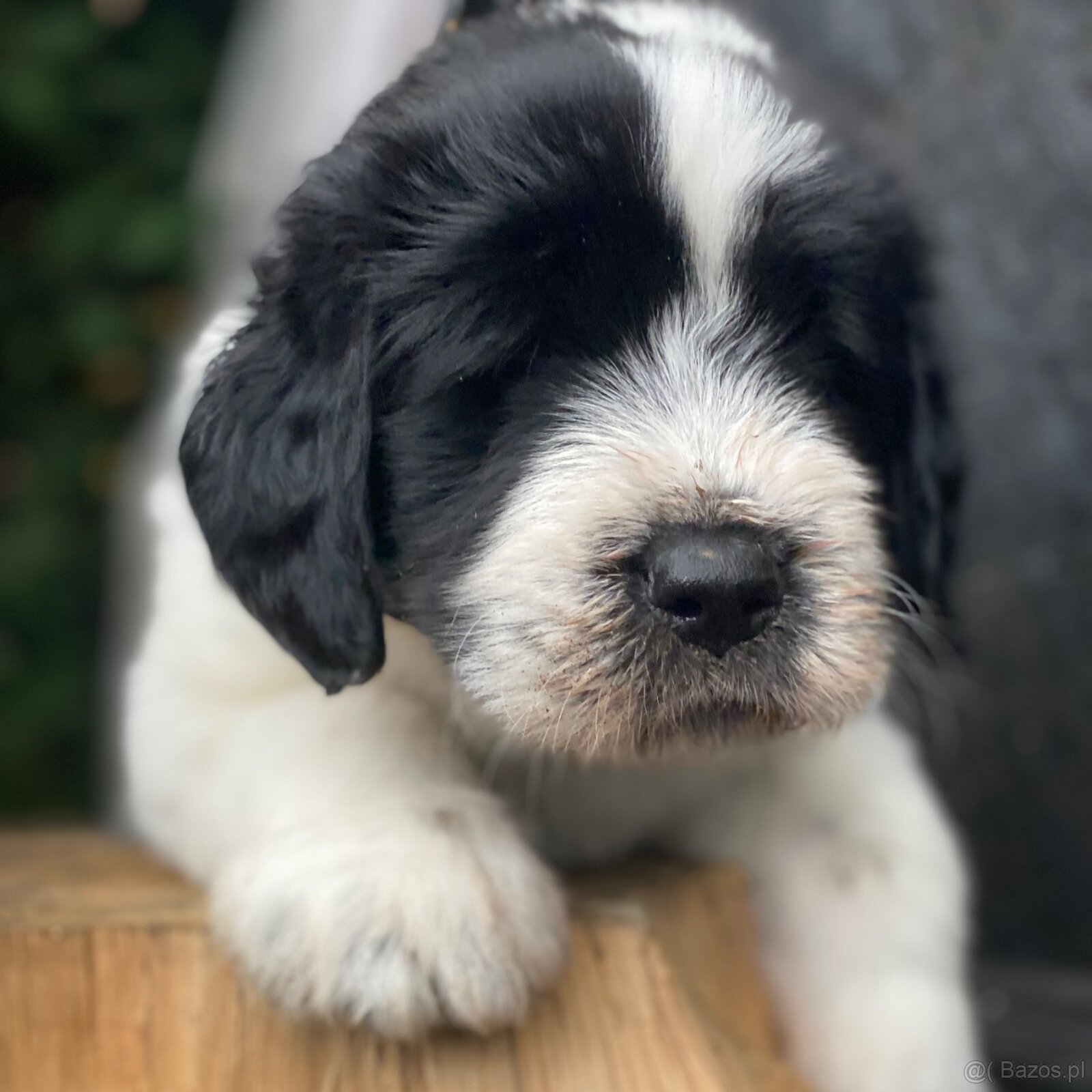 Owczarek Rumuński Mioritic Szczenięta - 3