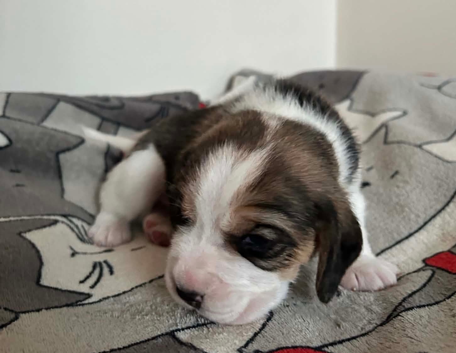 Beagle tricolor ZKwP - 3