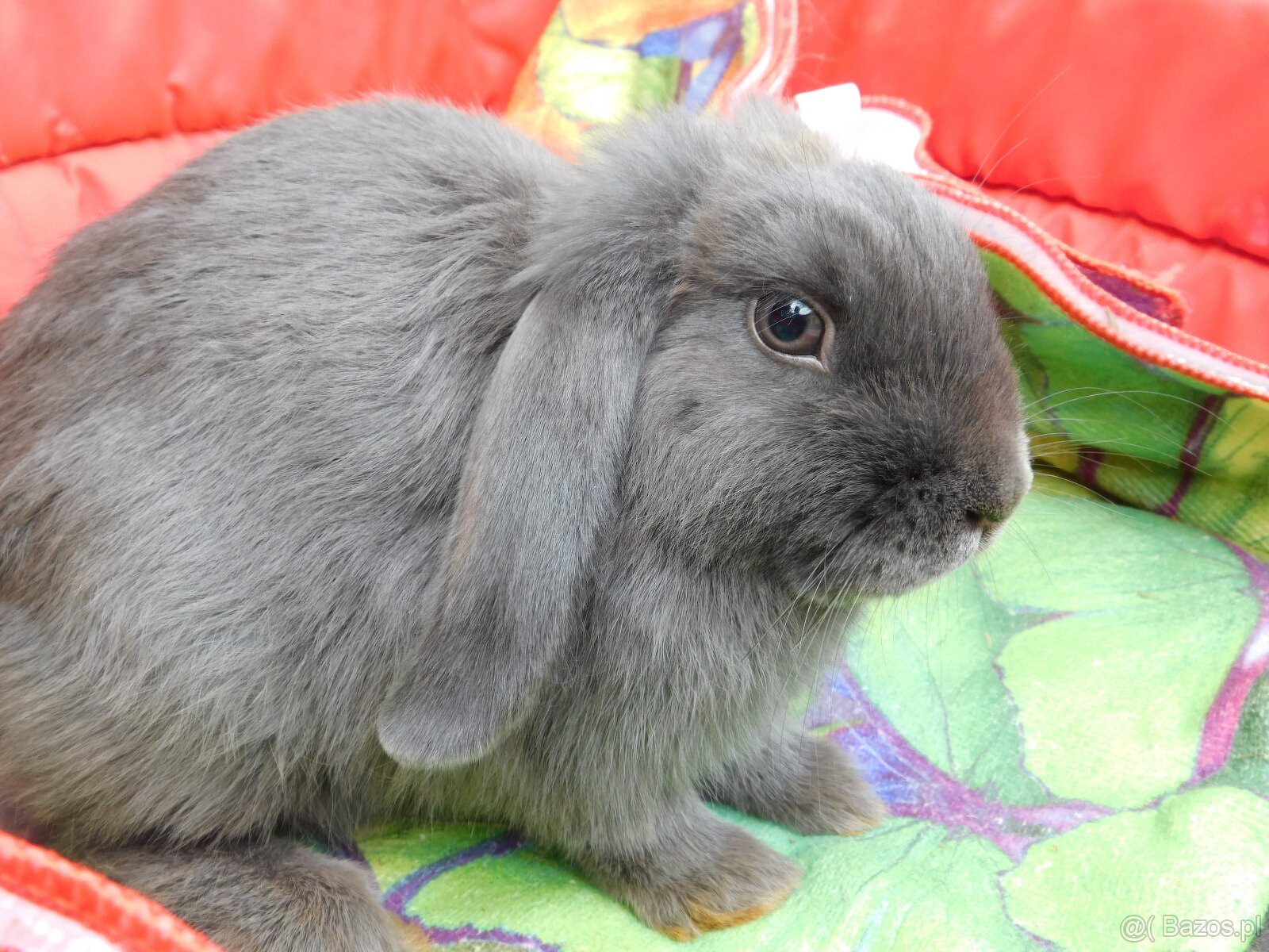 Niebieskie baranki mini lop - 3