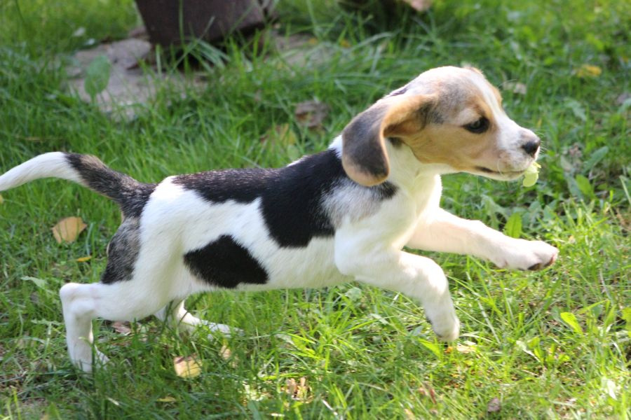 Beagle - szczeniaczki ZKwP po Championie PL. - 3