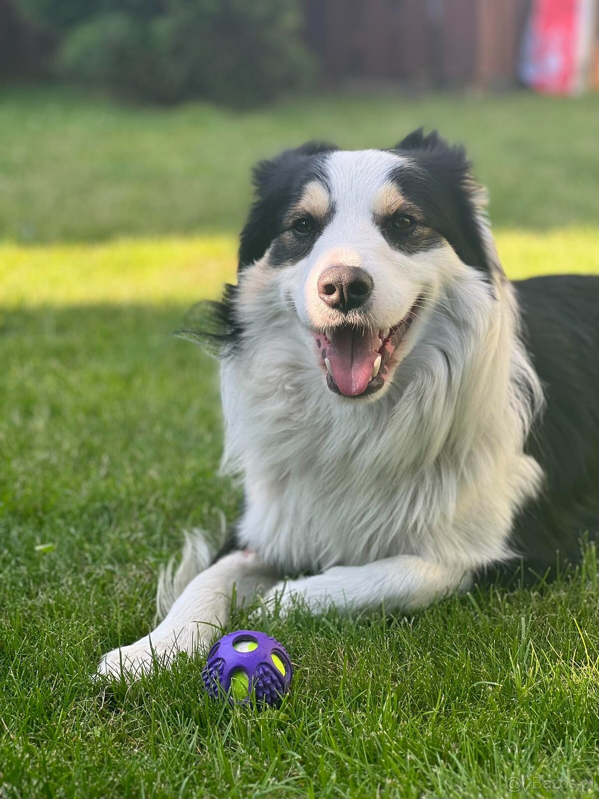 Border collie - reproduktor - 3