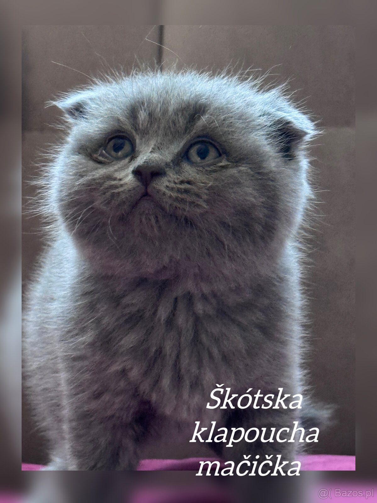 Kocięta szkockie (Scottish) - 3
