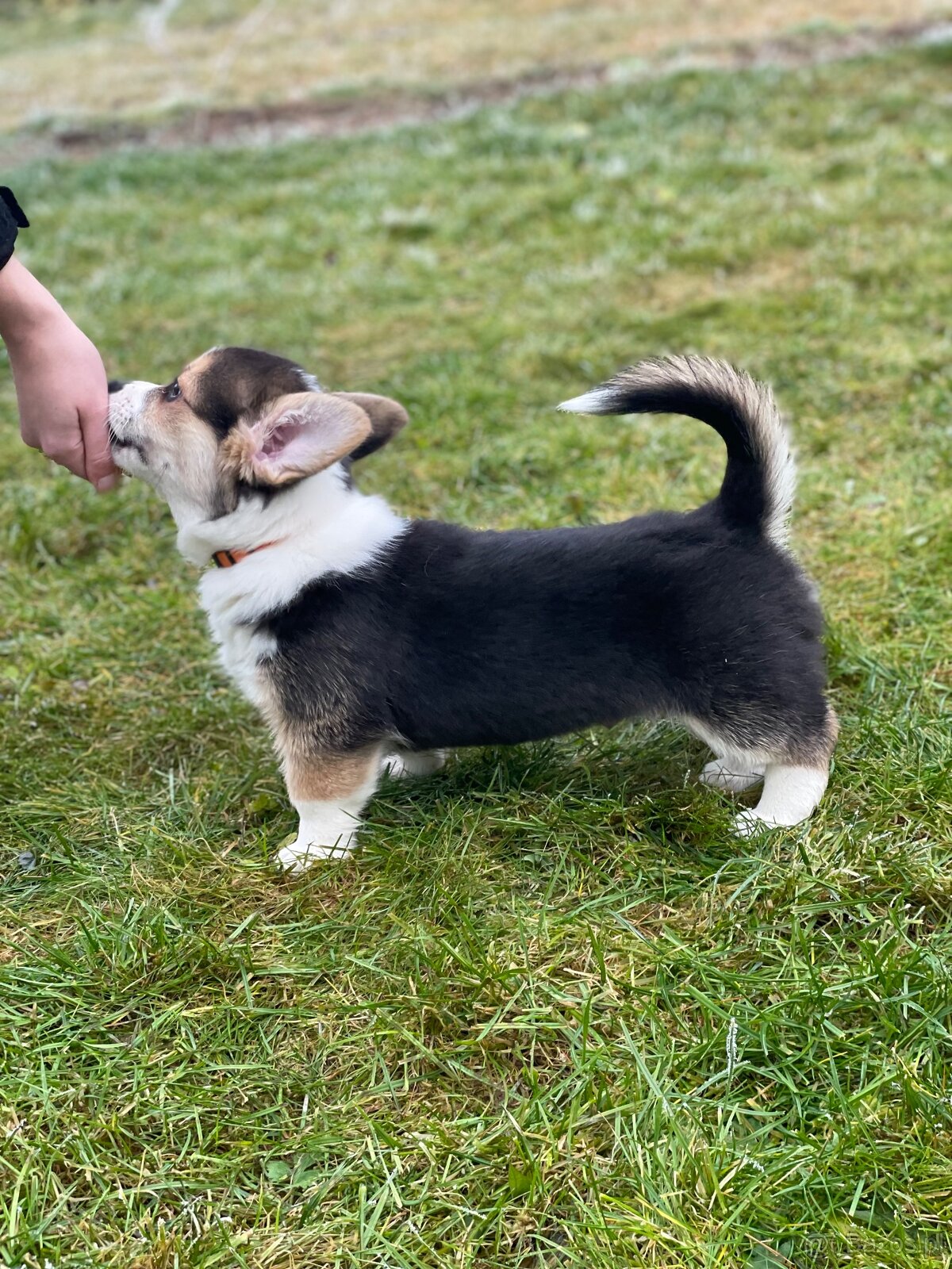 Alf Tatra Majesty- Welsh Corgi Pembroke - 3