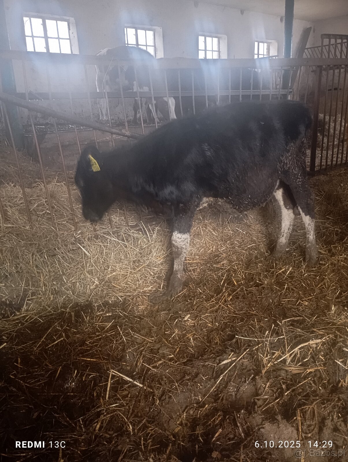 Jałówki miesne cielaki odsadki - 3