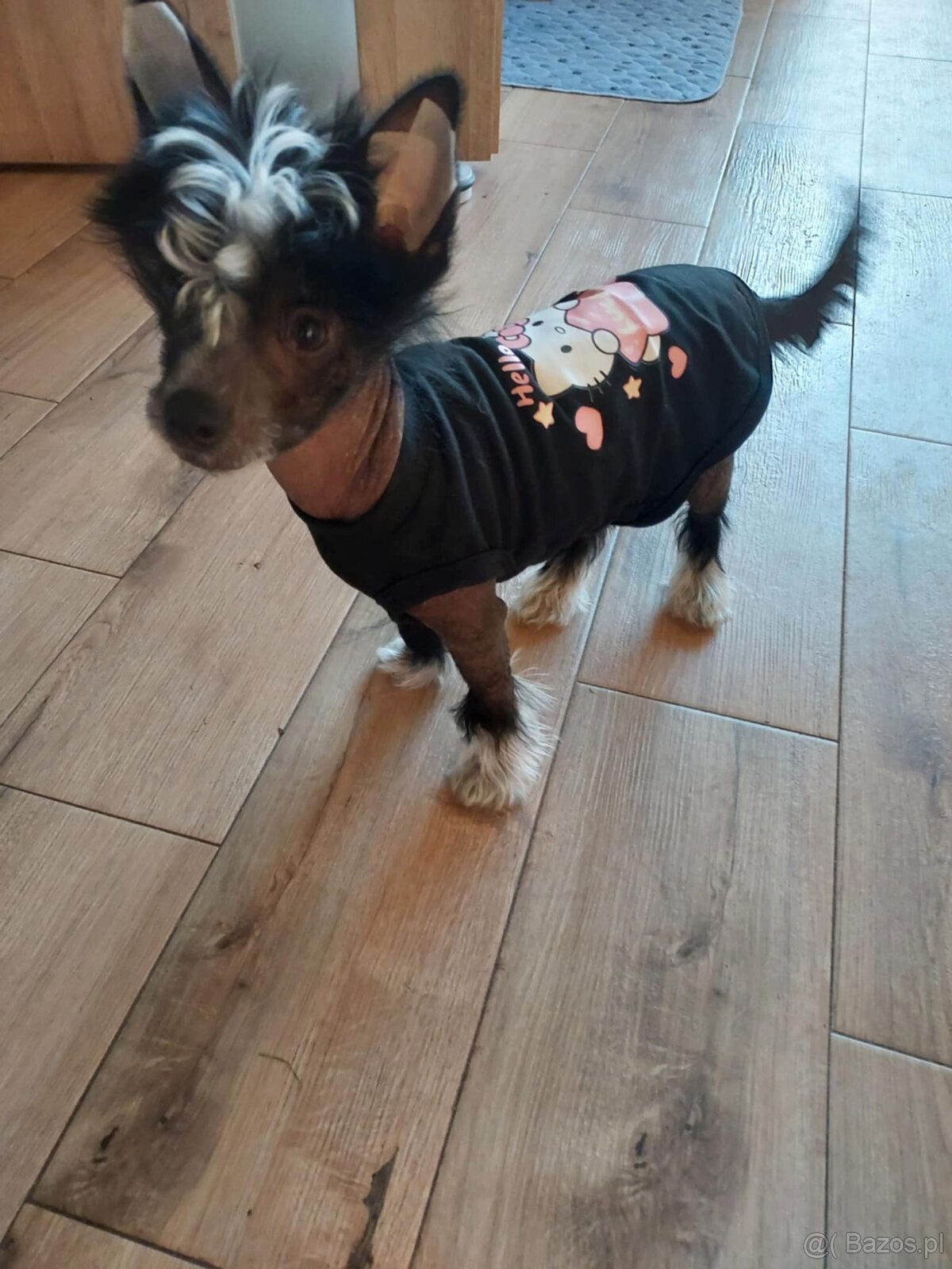 Chiński Grzywacz ZKwP/FCI samiec THL - 3