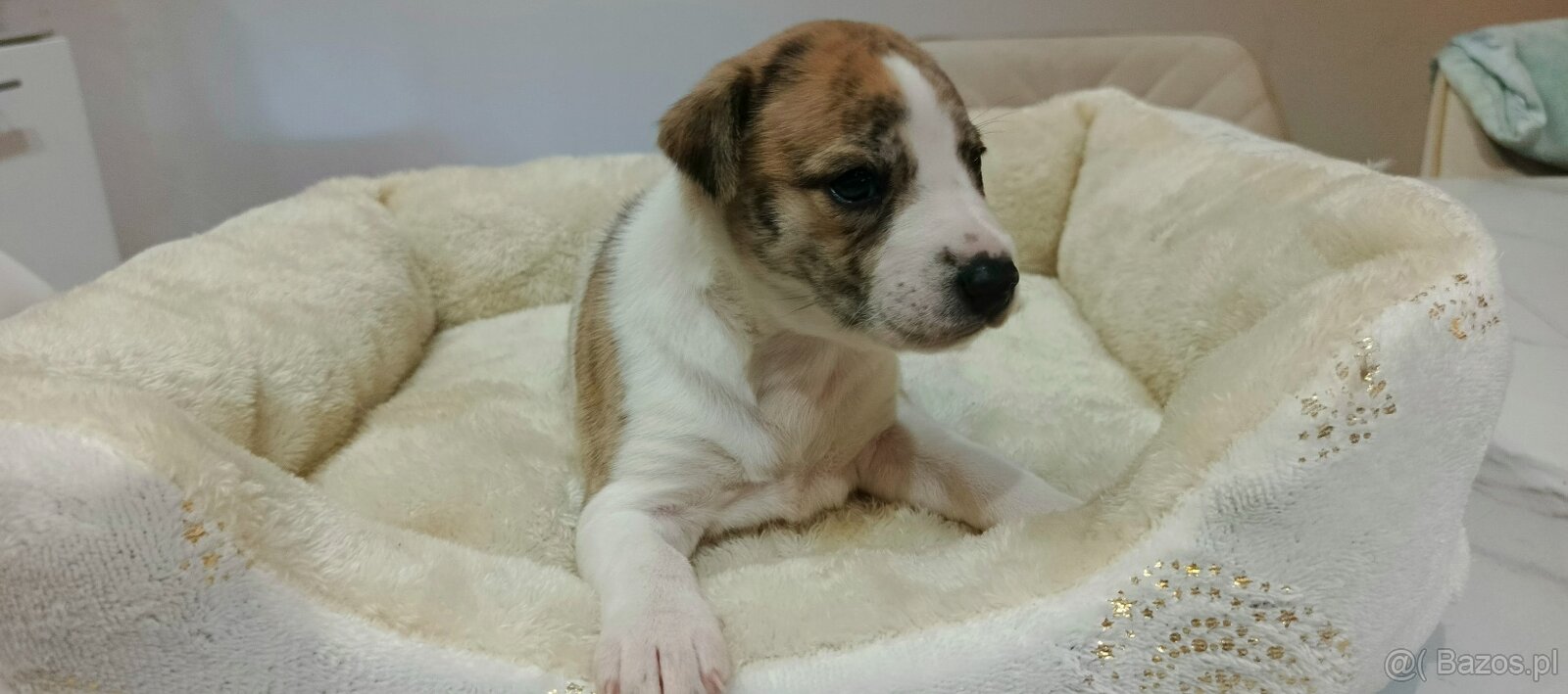 Whippet szczenieta - 3