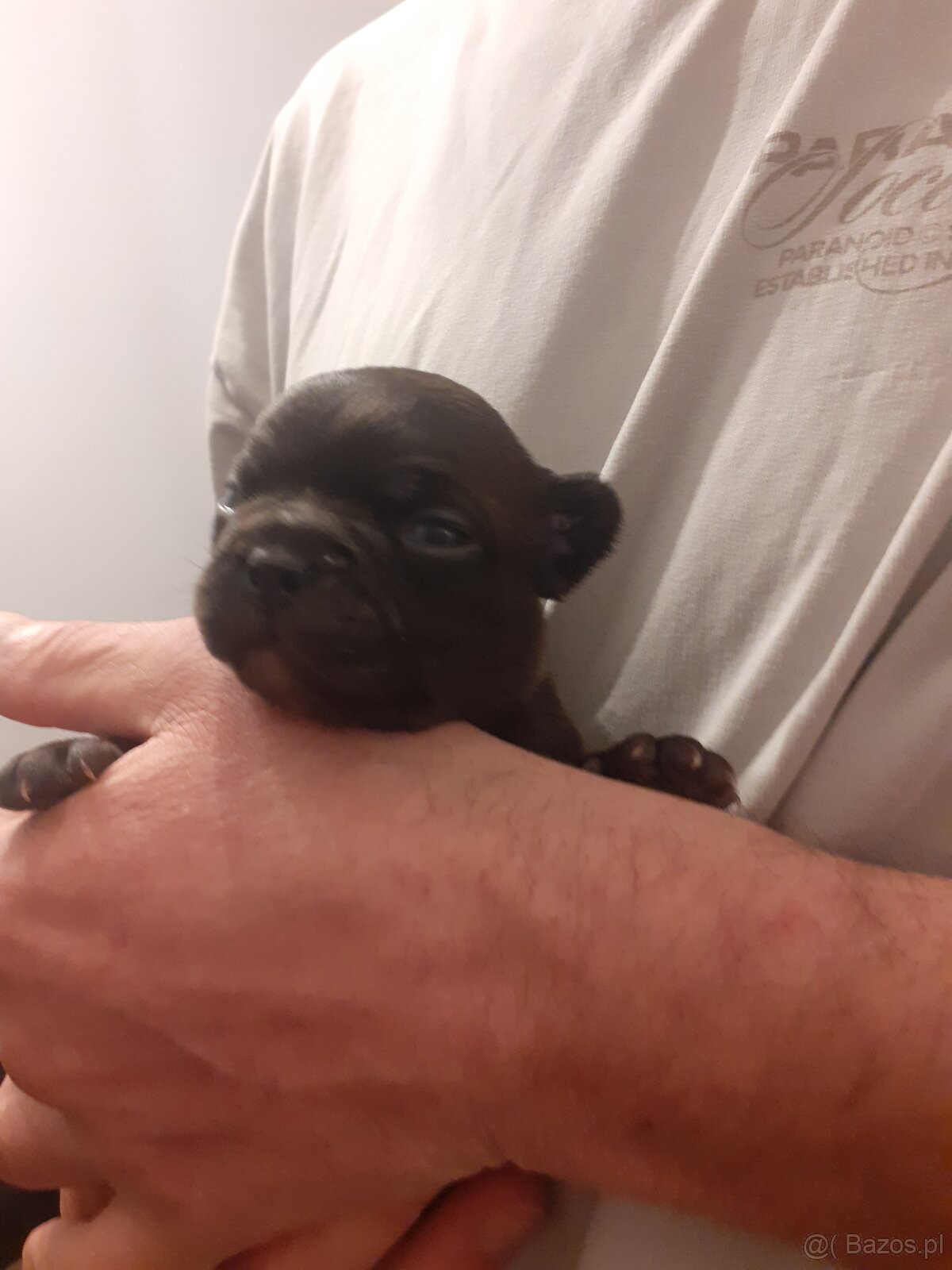 Buldog francuski - 3